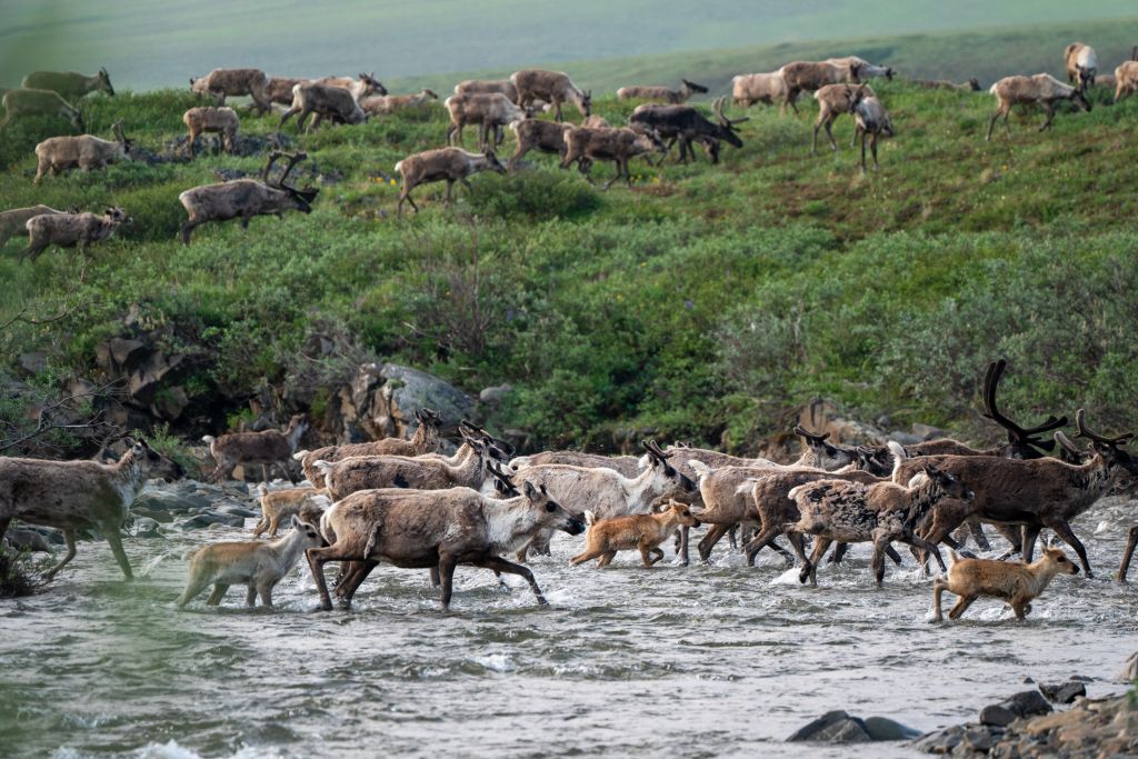 A caribou herd crosses a river together