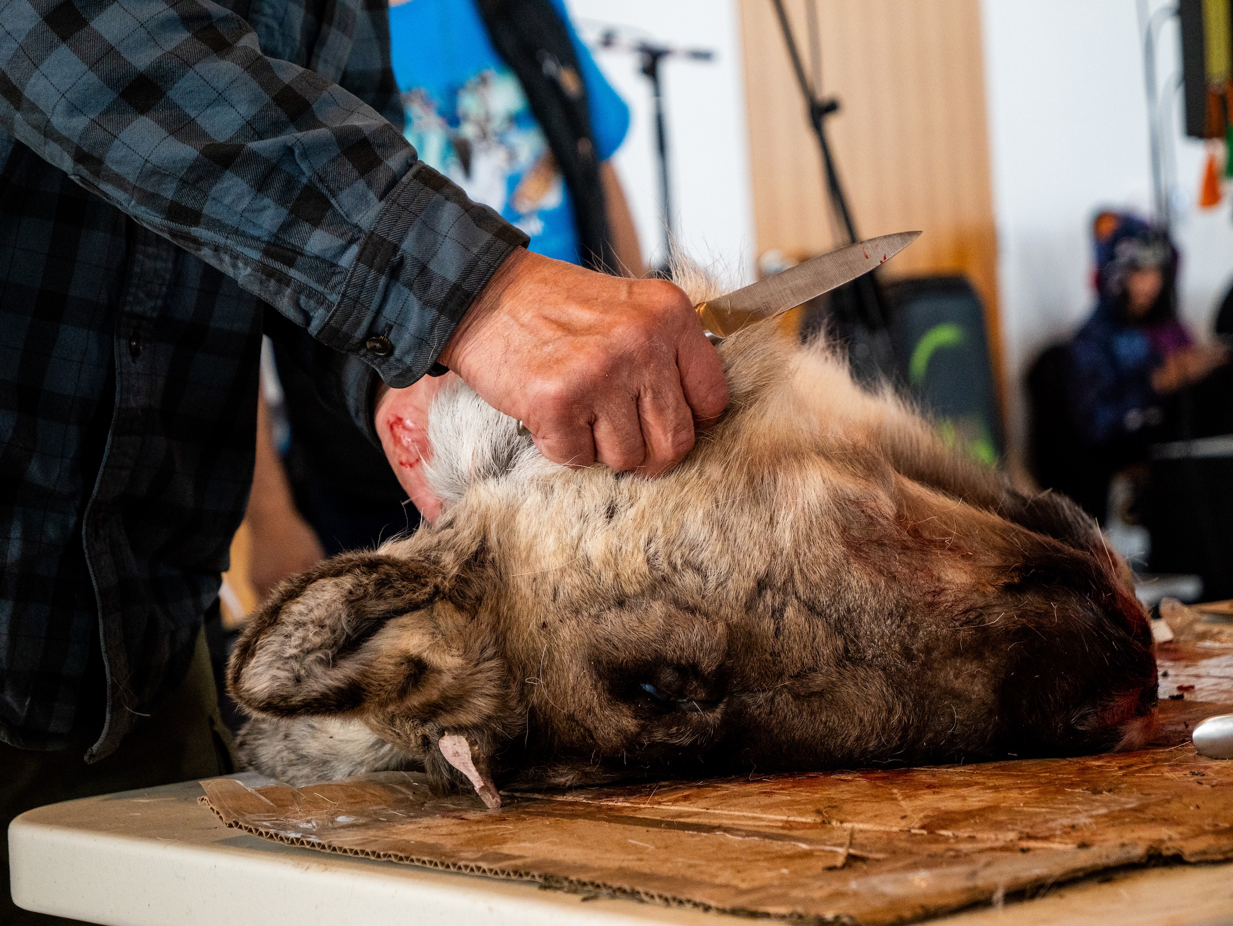 A caribou head being butchered at Caribou Days festival in Old Crow, Yukon