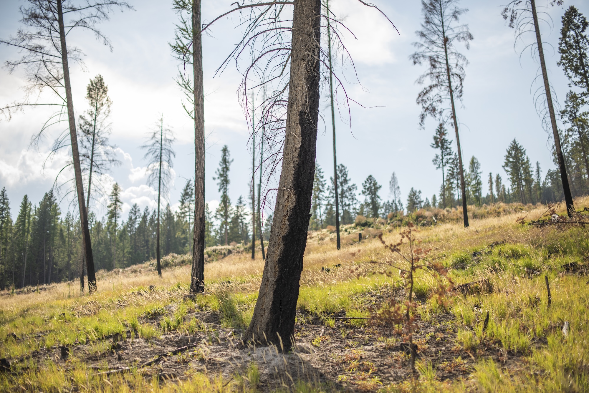 Trees in an open field after a prescribed burn in Cranbrook, B.C.