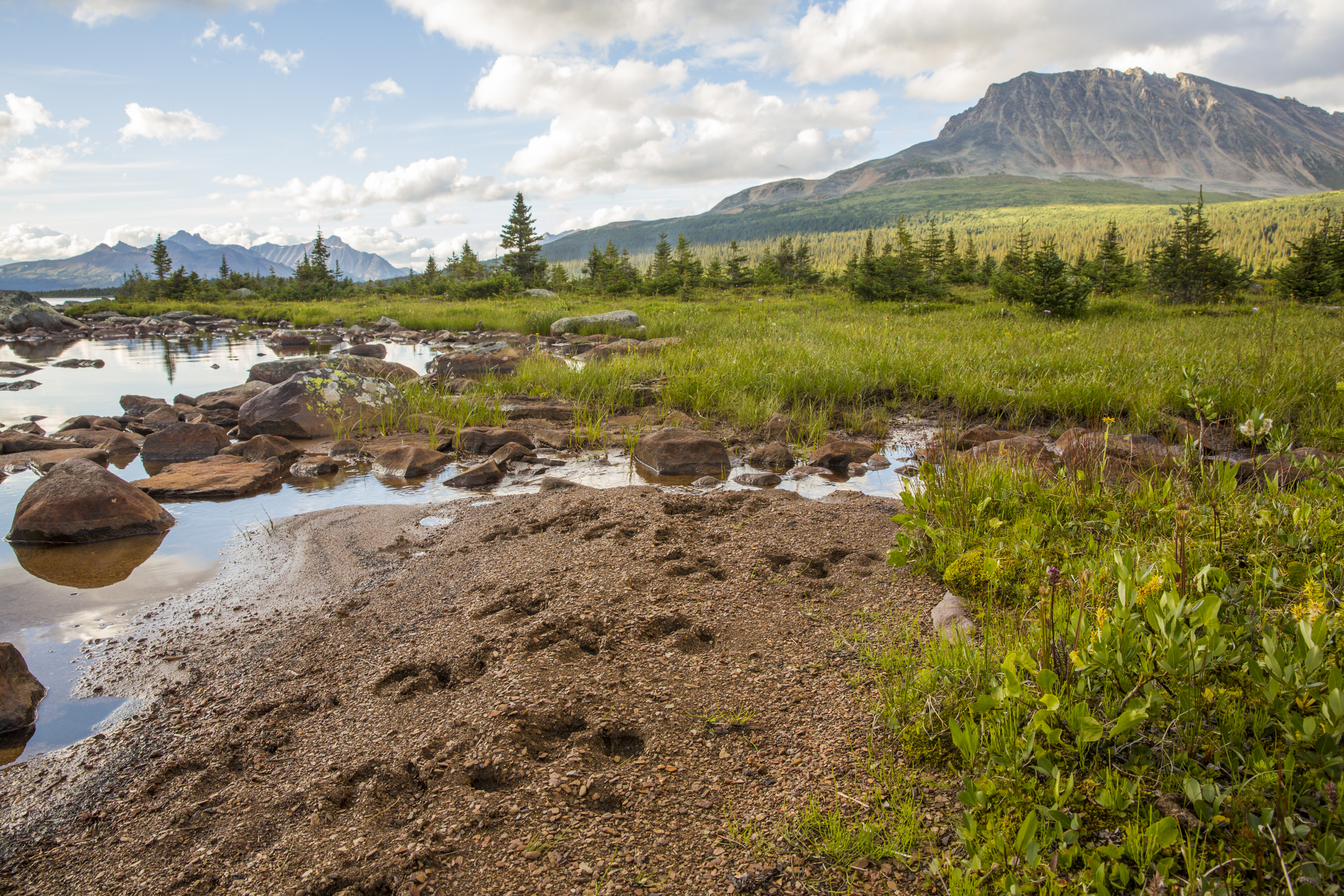 Caribou tracks on the shores of Amethyst Lake, in Jasper National Park, Alberta