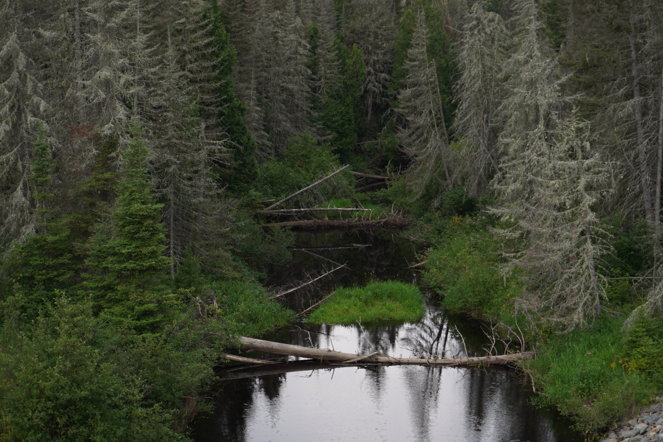 Jocko Creek near Timmins, Ont., with coniferous trees on either side and fallen trunks laying across the watercourse.
