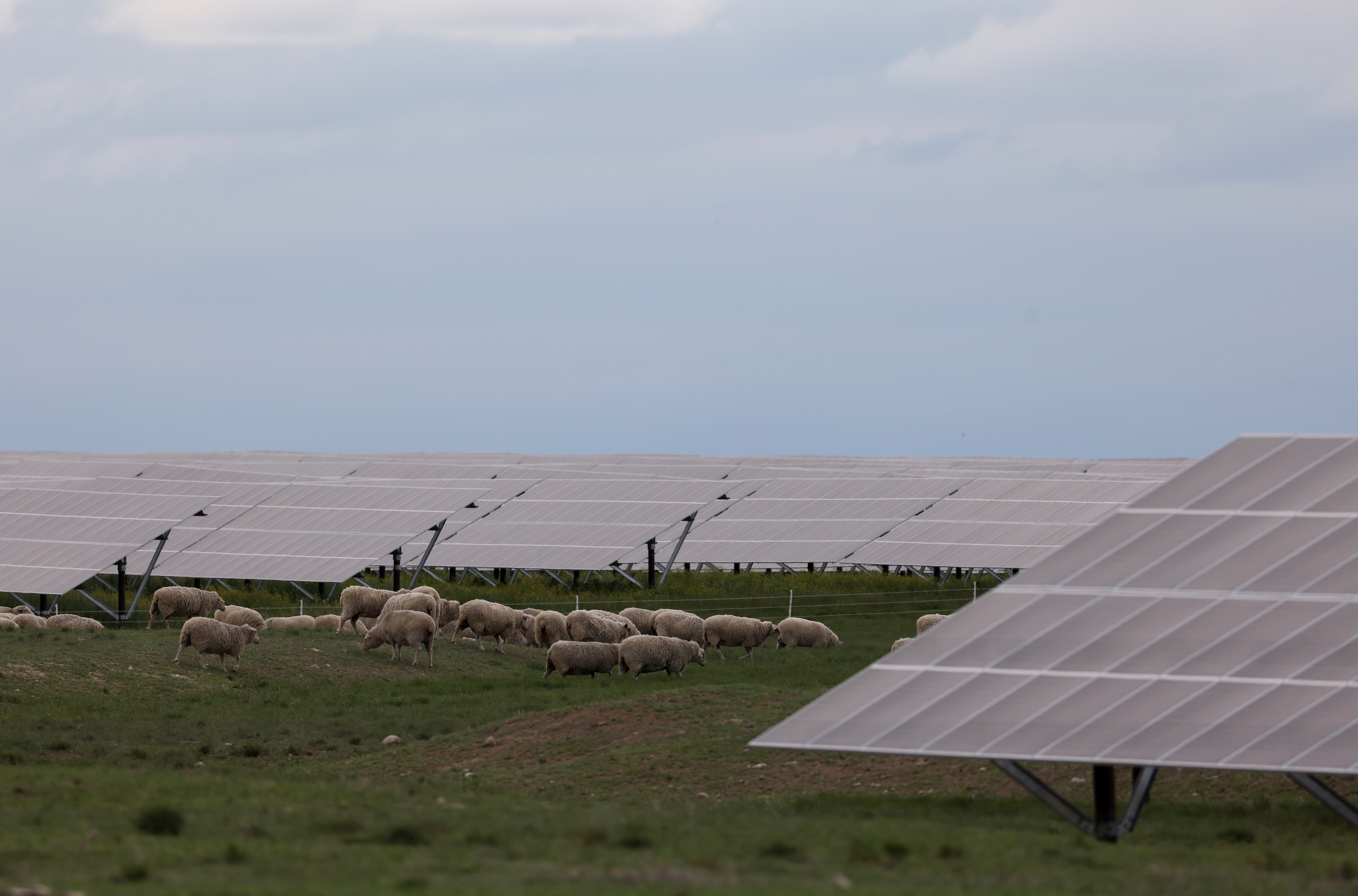 A flock of sheep graze and wander among a field of solar panels in Clarsohlm, Alta.