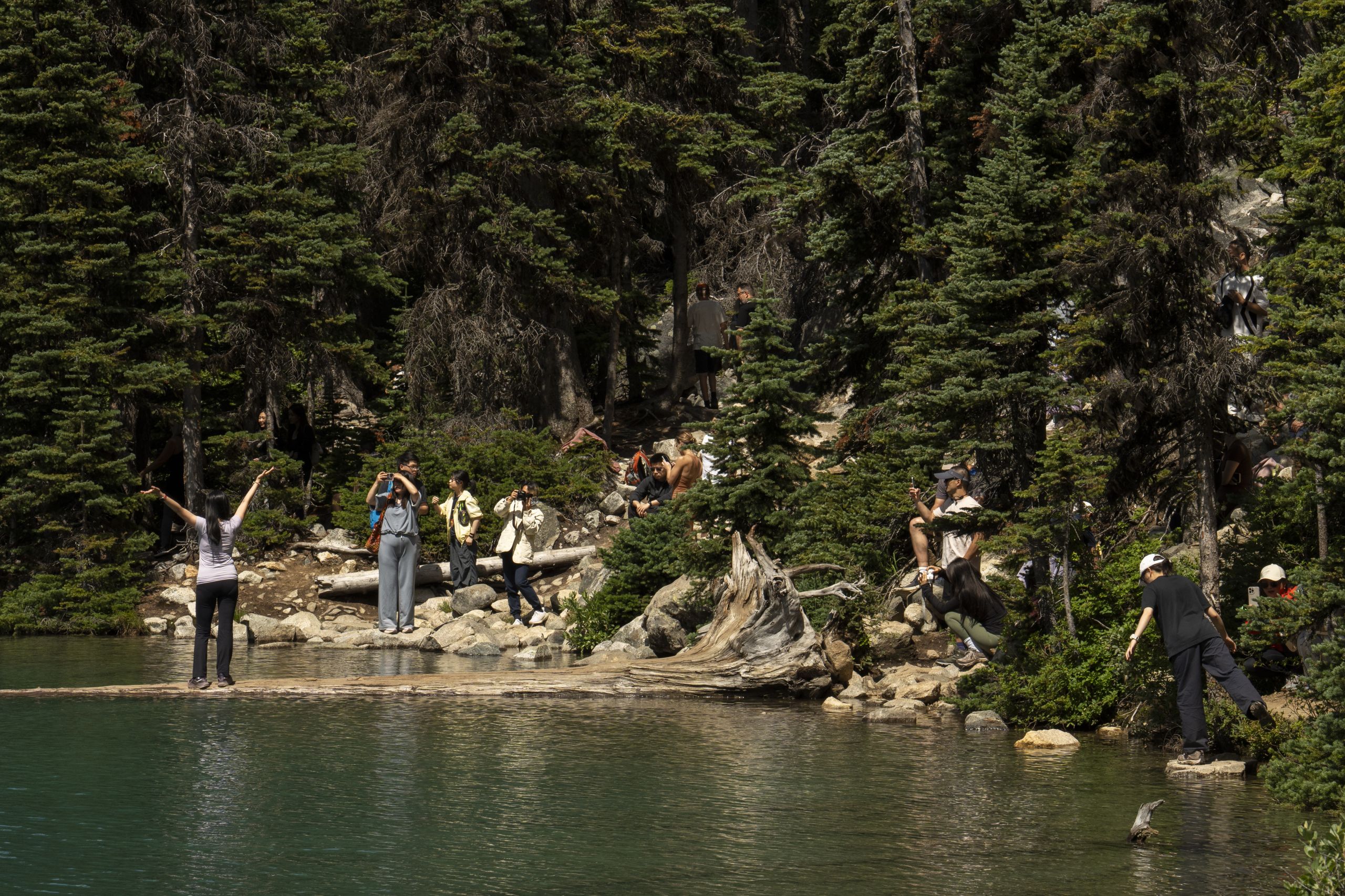 People crowd around the famous log at the second lake at Joffre Lakes, while one person stands on the log with their arms in the air for a photo.