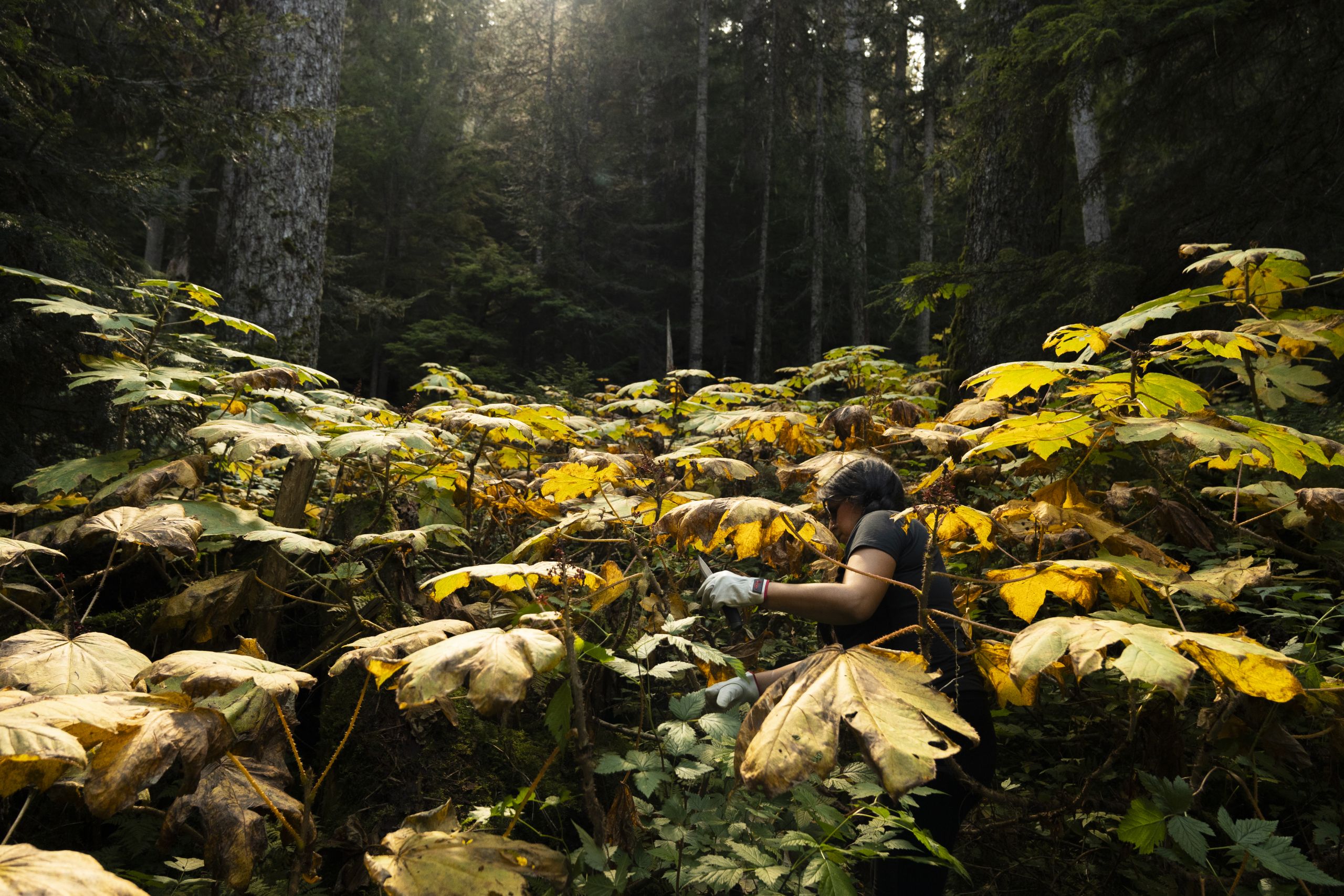 At Joffre Lakes, Lil'wat member Lil'wat Joe walks among plants her height and taller, harvesting medicines. The sun peaks through the tall, deep green trees, casting a warm tone. Some leaves are yellowing, and the warm yellow and orange tones bring the feeling of fall