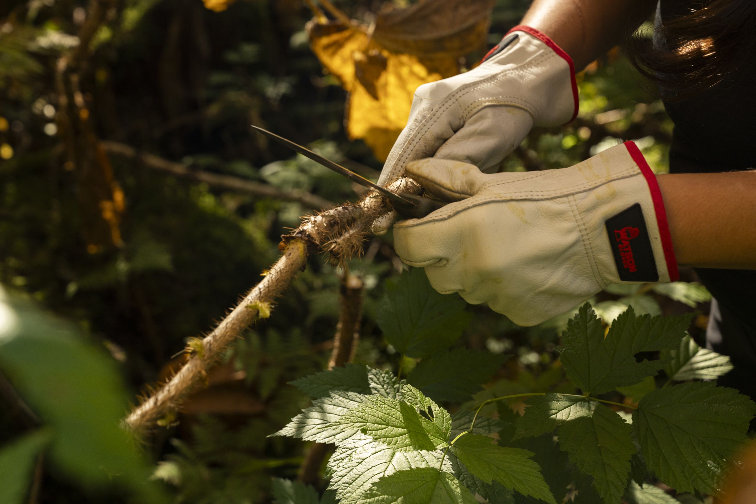 A close up of Roxanne Joe's hands, wearing gloves, harvesting traditional medicines in the golden autumn light.