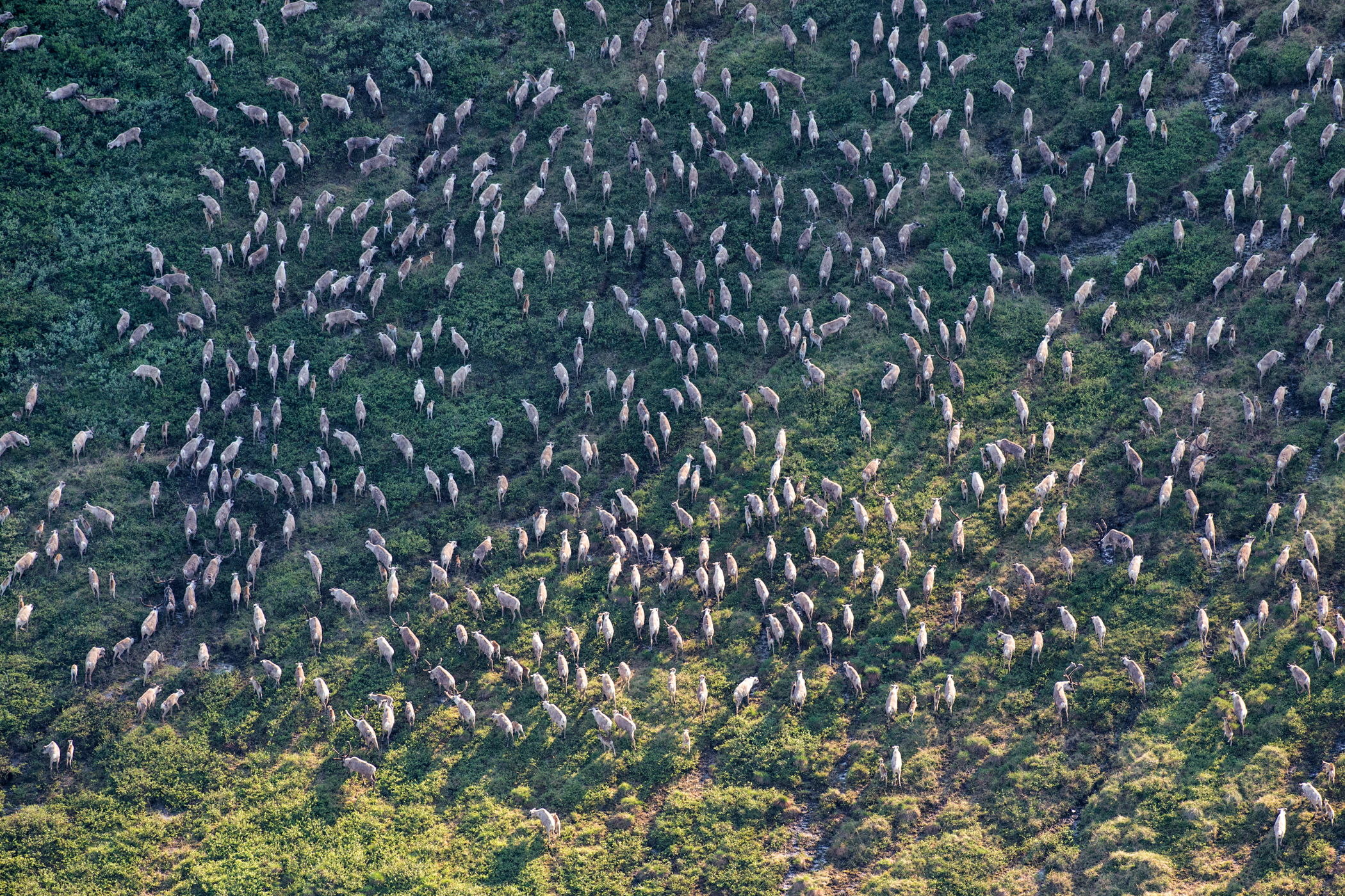 Aerial shot of a large caribou herd roaming across a grassy plain