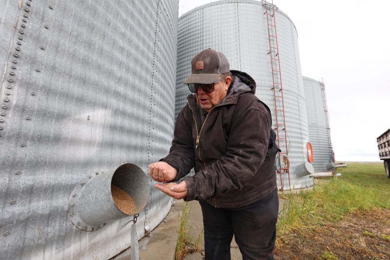 A man wearing a grey sweatshirt and baseball cap scoops grain into his hand from a a large aluminum grain barrel spout