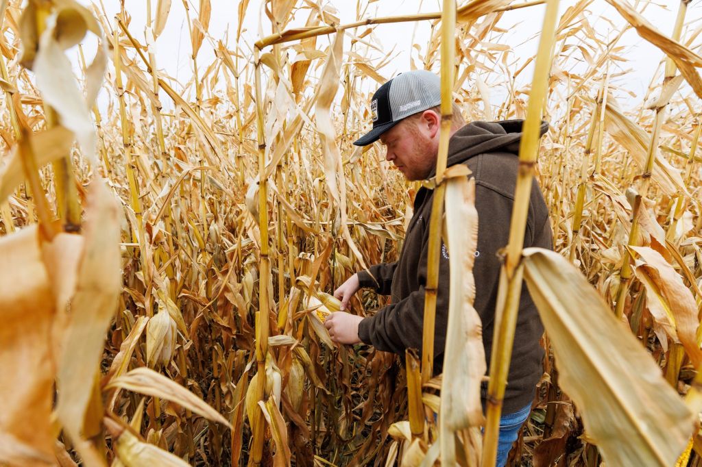 A man walks among tall corn stalks in a cornfield.