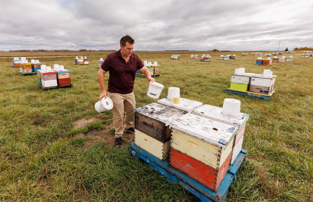 A man wearing a burgundy tee-shirt stacks white buckets on top of colourful boxed beehives in a farm field.