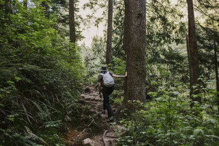A person walks a trail in a lush forest, a hand placed against a large tree trunk