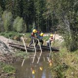 Three people wearing yellow hard hats build an analogue beaver dam in a small creek with green forest behind them