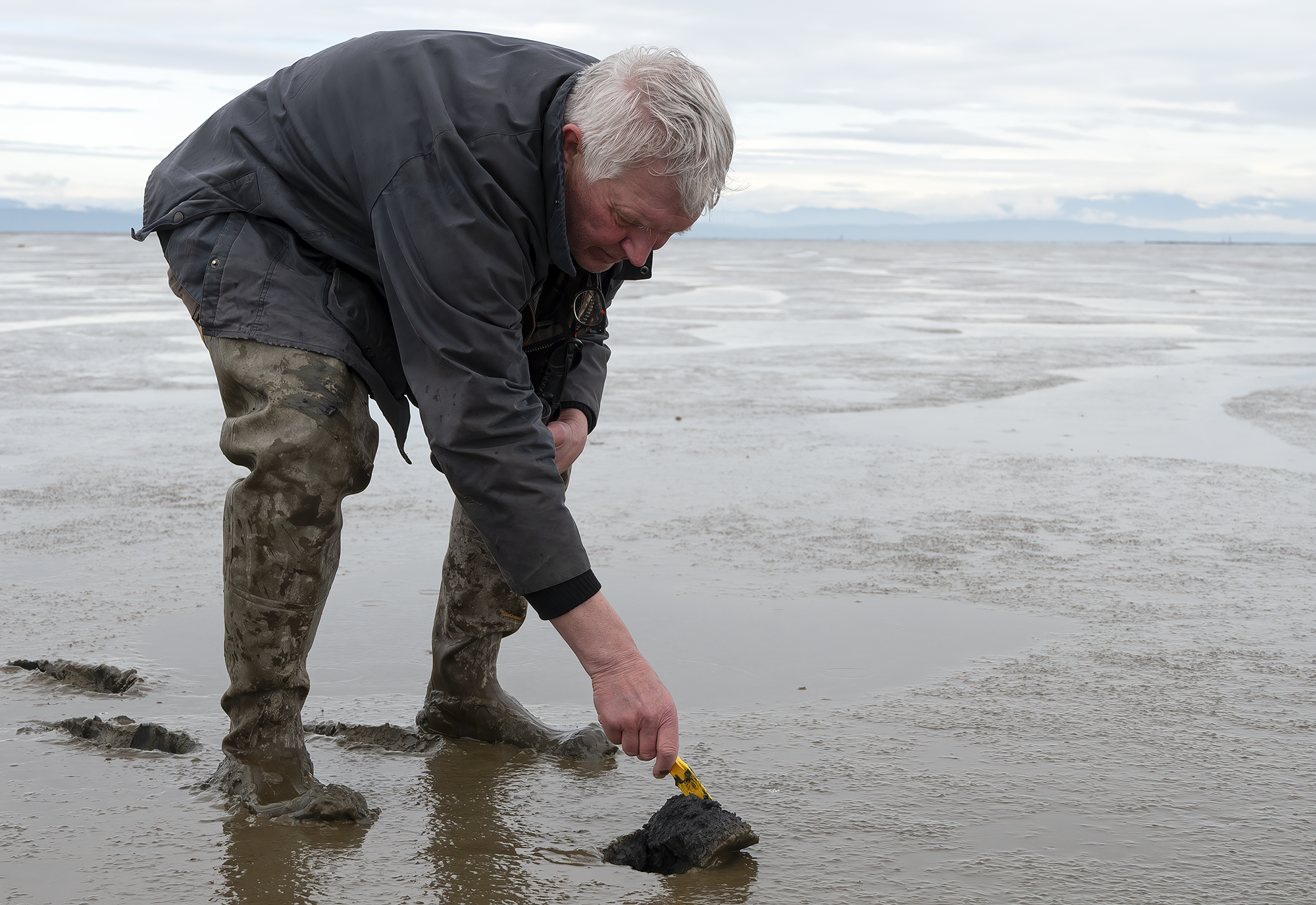 Bob Elner bends over the mud at Roberts Bank, lifting a chunk to reveal the thick, dark underbelly of the glossy grey surface.