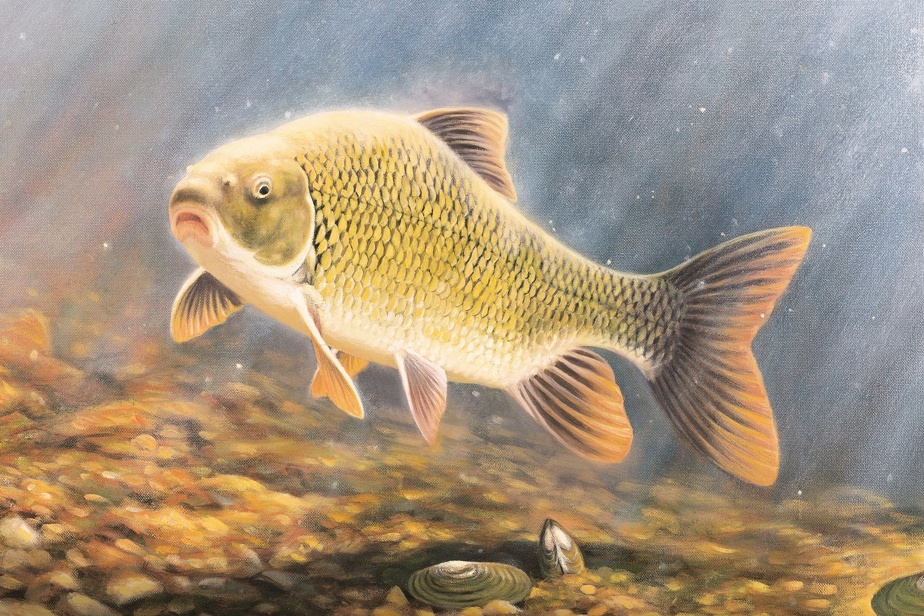 An illustratration of a copper redhorse fish swimming along a river's bottom, with rays of sunlight shining on it