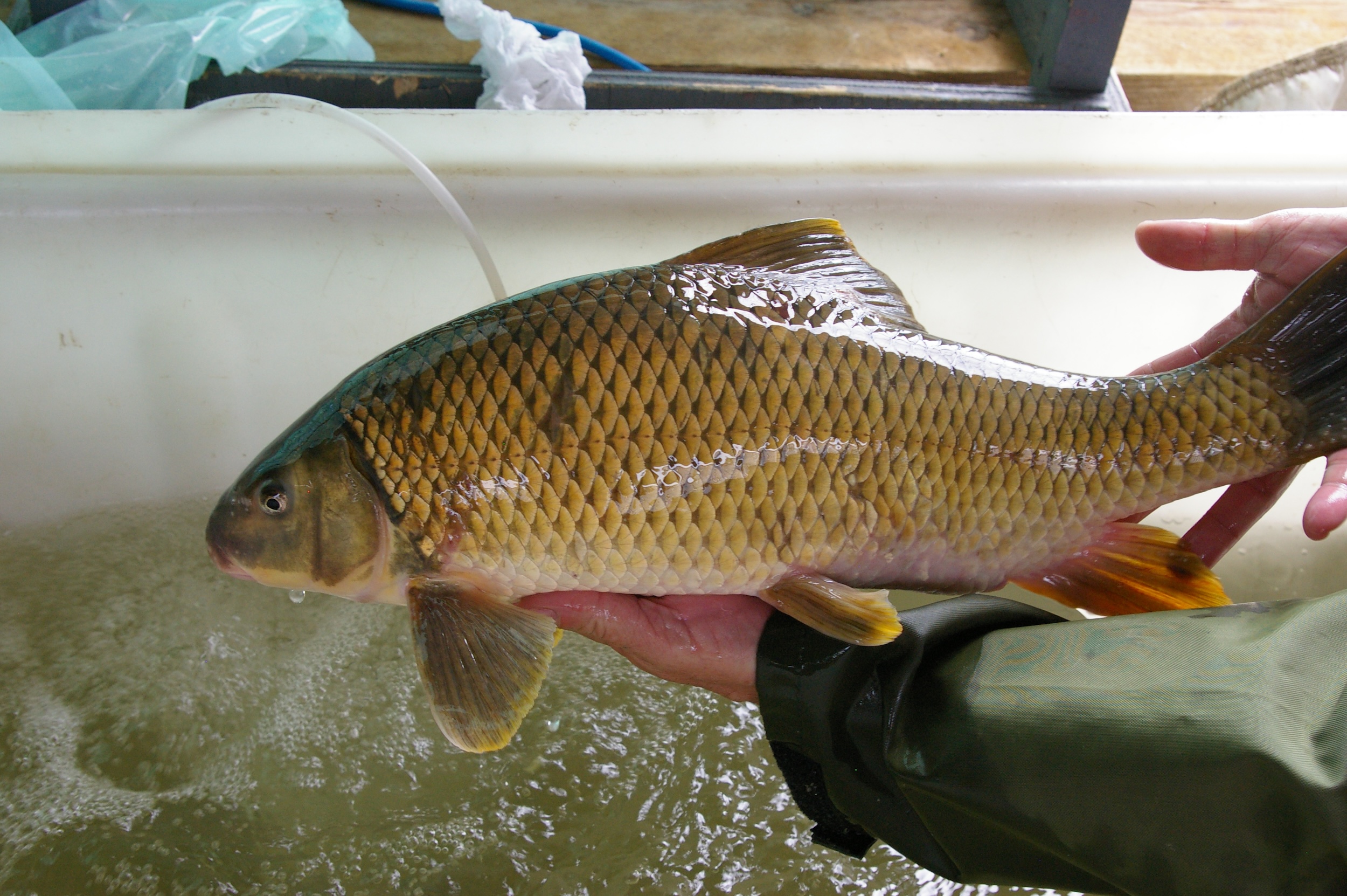 A close-up of a green and yellow scaled copper redhorse fish, being held in a researcher's hands