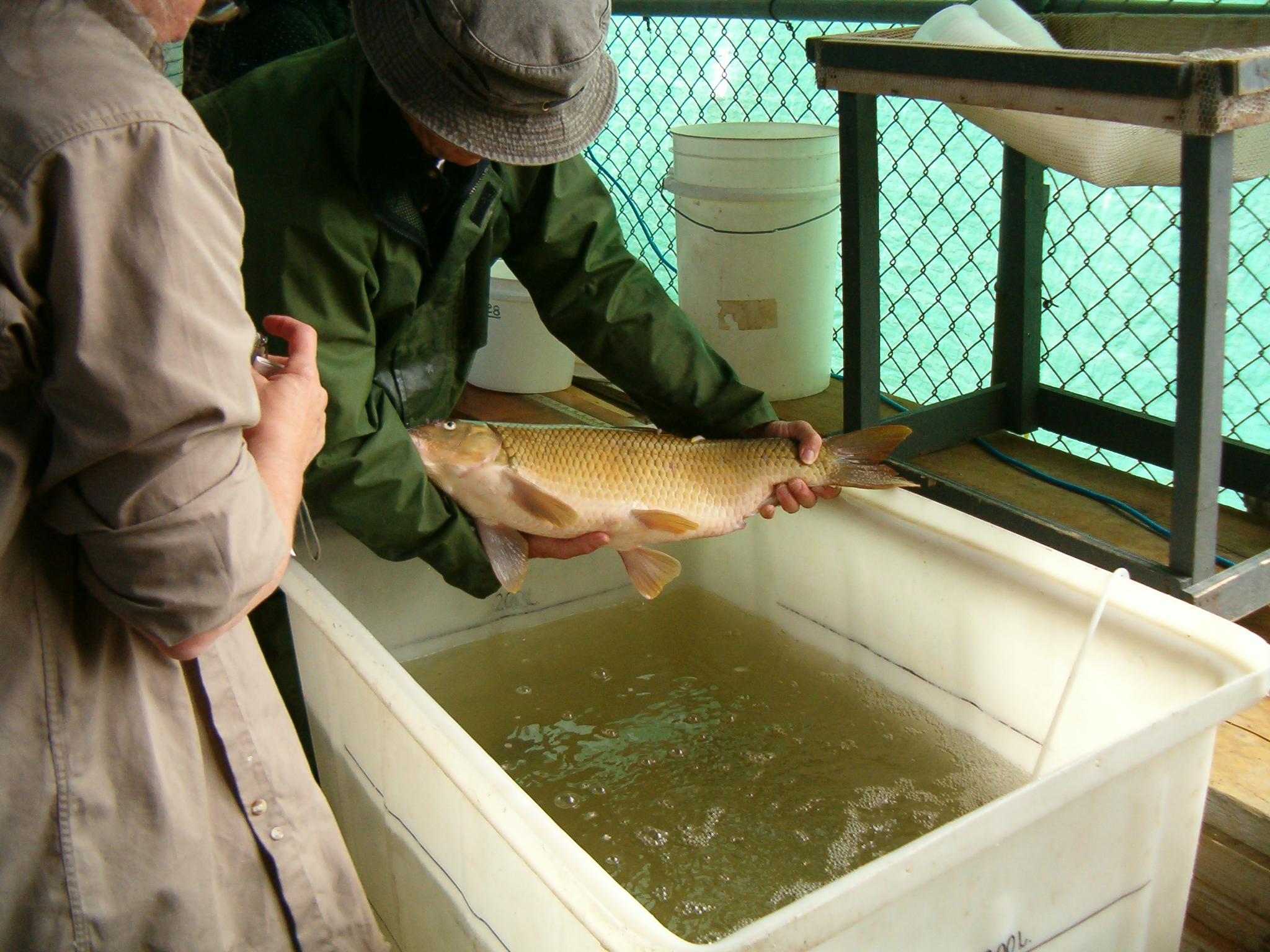A man holding a copper redhorse in his hands, as he prepares to drop it back into a tank of water