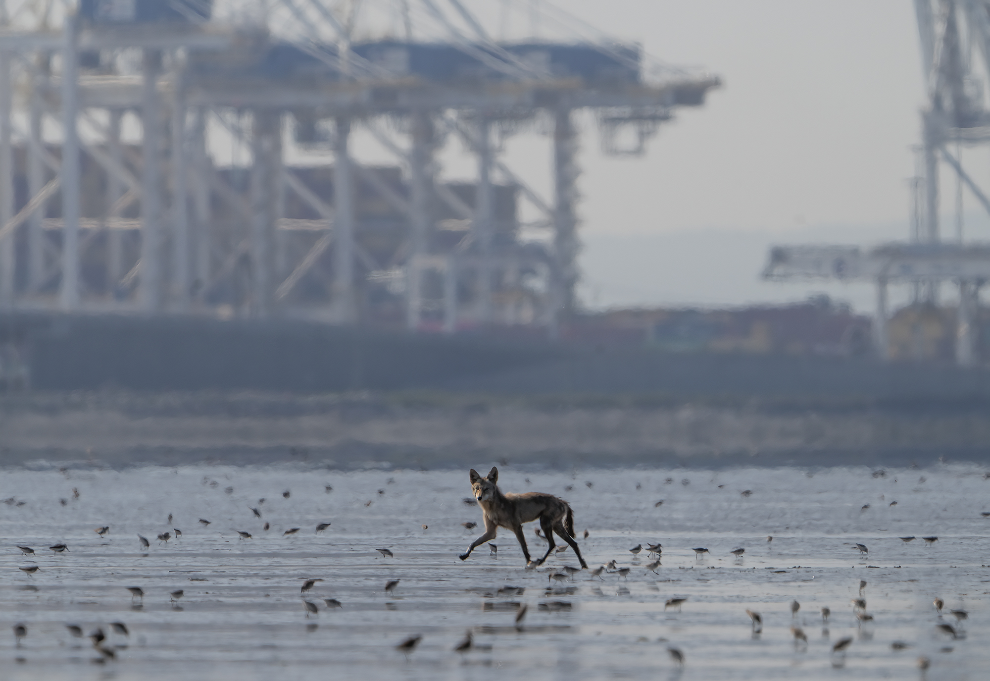 Deltaport stands tall in the background, a bit hazy in the distance, and in the foreground a coyote trots among many western sandpipers, and faces the camera. The frame catches the scale of how big the port is behind the coyote.