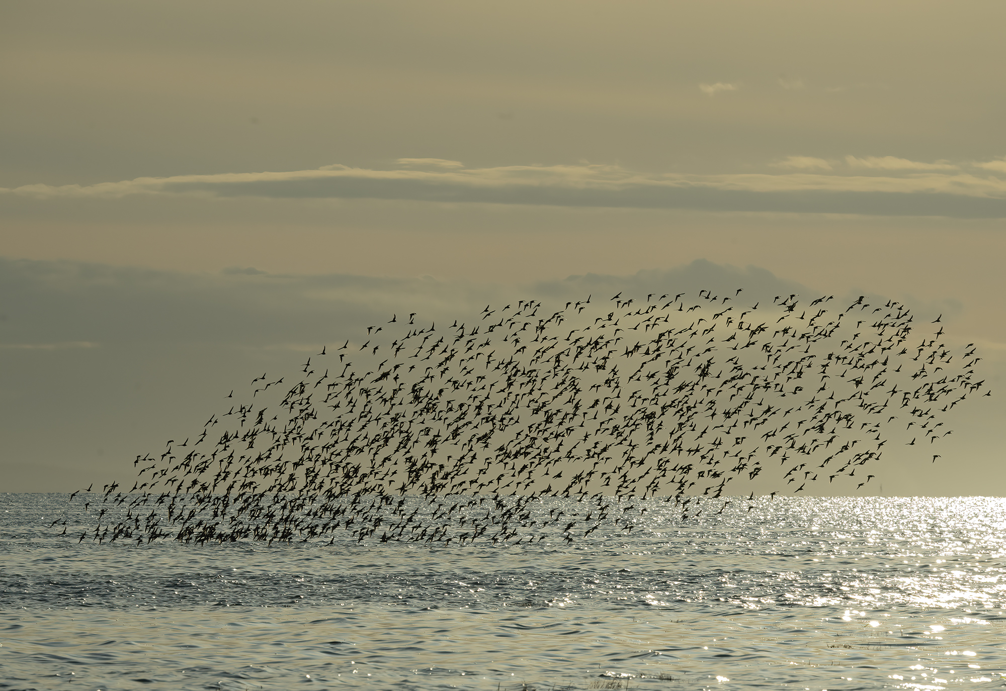 At sunset at Roberts Bank in the Fraser estuary, a murmuration of western sandpipers stretch over the glistening water in the golden sunlight.