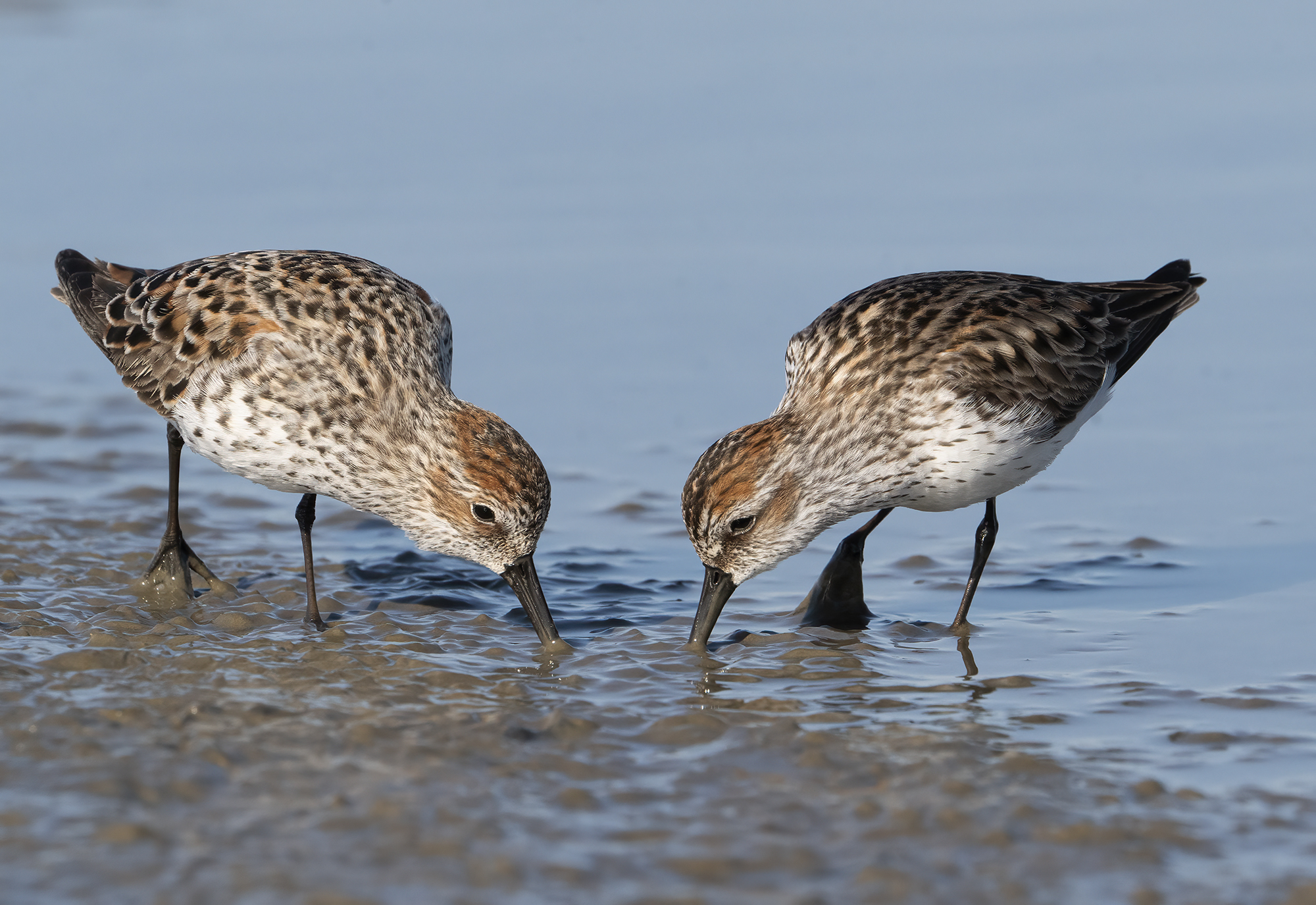Two western sandpipers face each other, mirroring the other both leaning forward, beaks half submerged in the flat mud.