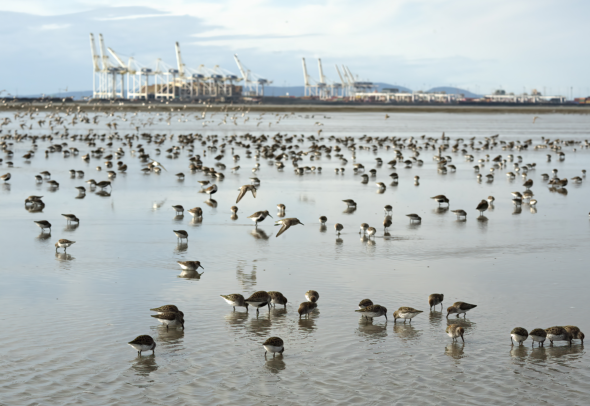 The mudflats at Roberts Bank are flat and glassy, reflecting the sky, and little western sandpipers are dotted on the mud as far as the eye can see into the distance, where Deltaport stands on the horizon, filled with tall white cranes and large multi-coloured cargo containers.