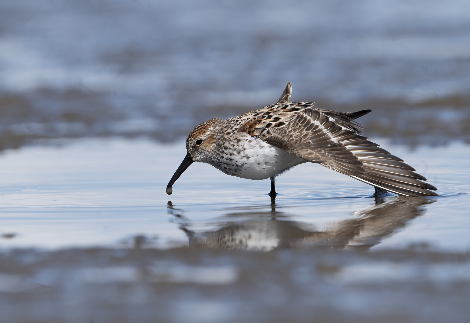 a close up of a western sandpiper leaning over, a single water drop hanging off the pointy tip of its beak, just about to detach and fall back into the water in front of the bird. Its wing is extended a bit, showing the intricate stripes along the wing.