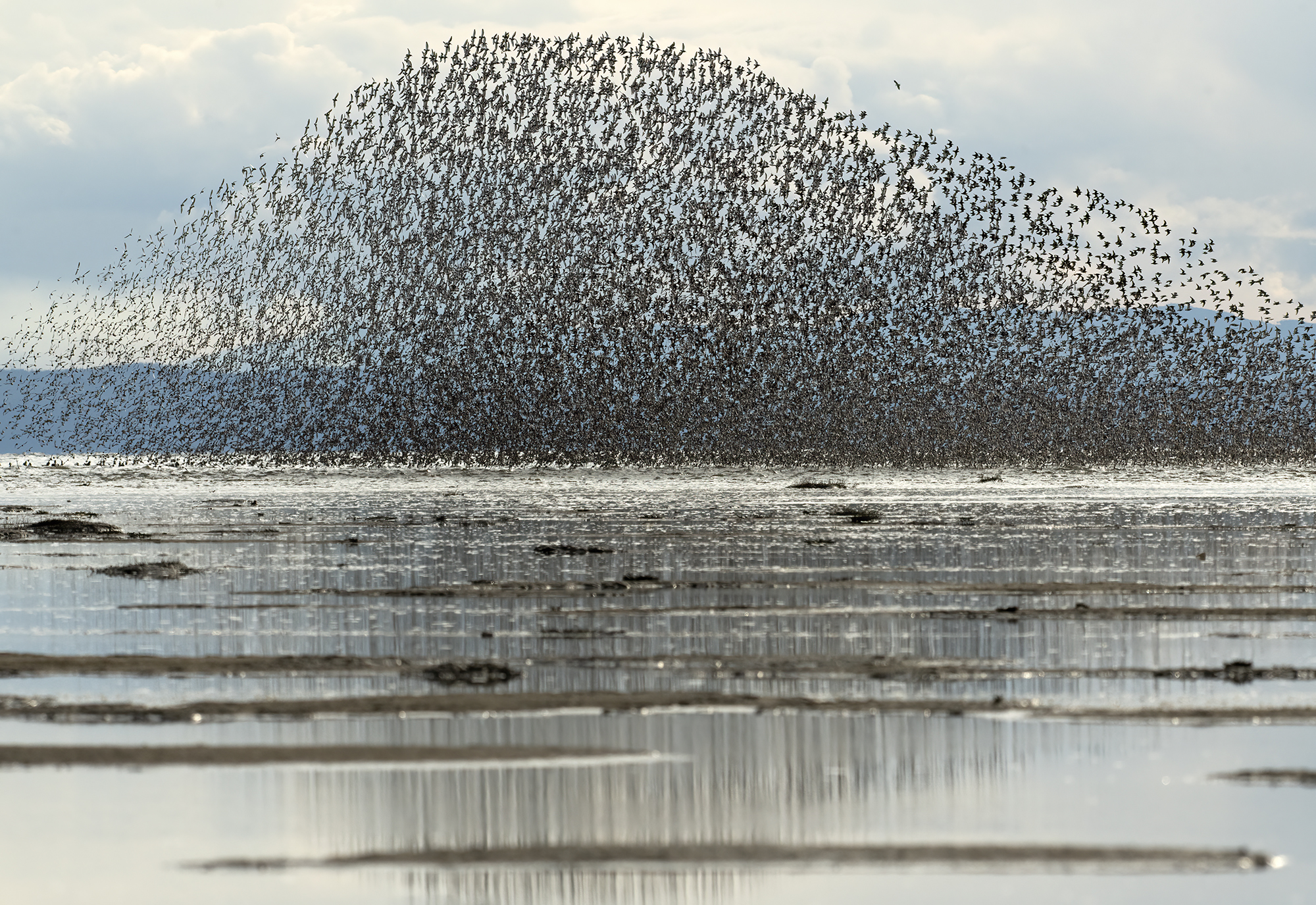 A murmuration of western sandpipers is in the distance over the mudflats at Roberts Bank. So far away, they hardly look like individual birds anymore, it's like a magic black cloud, shaped like a mountain, looming high over the water and reflected in the glassy water underneath.