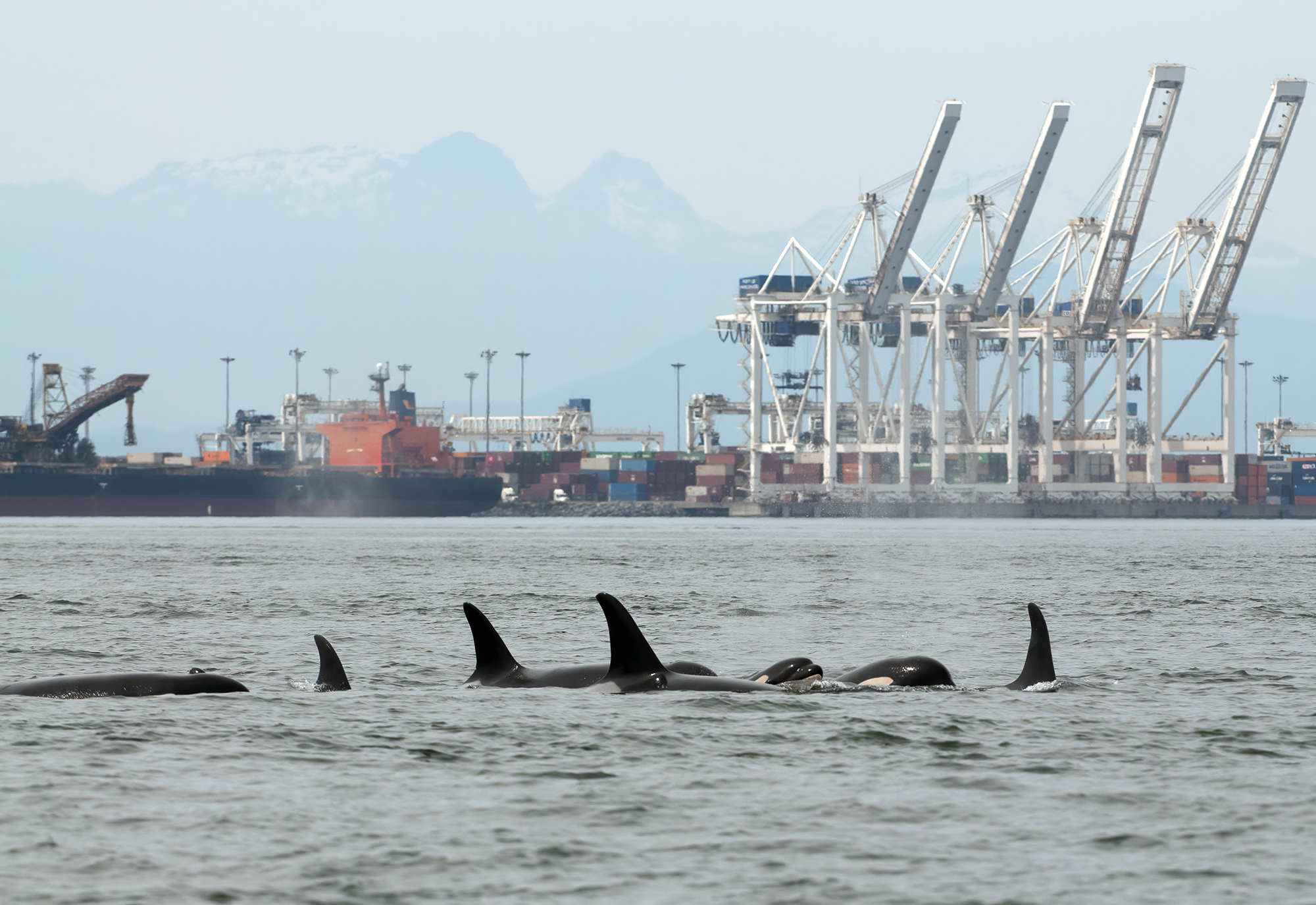A pod of southern resident killer whales swim in front of Deltaport, their heads and fins peaking above the surface and just a glimpse of their iconic white painted eyes. Cranes and containers are visible in the distance