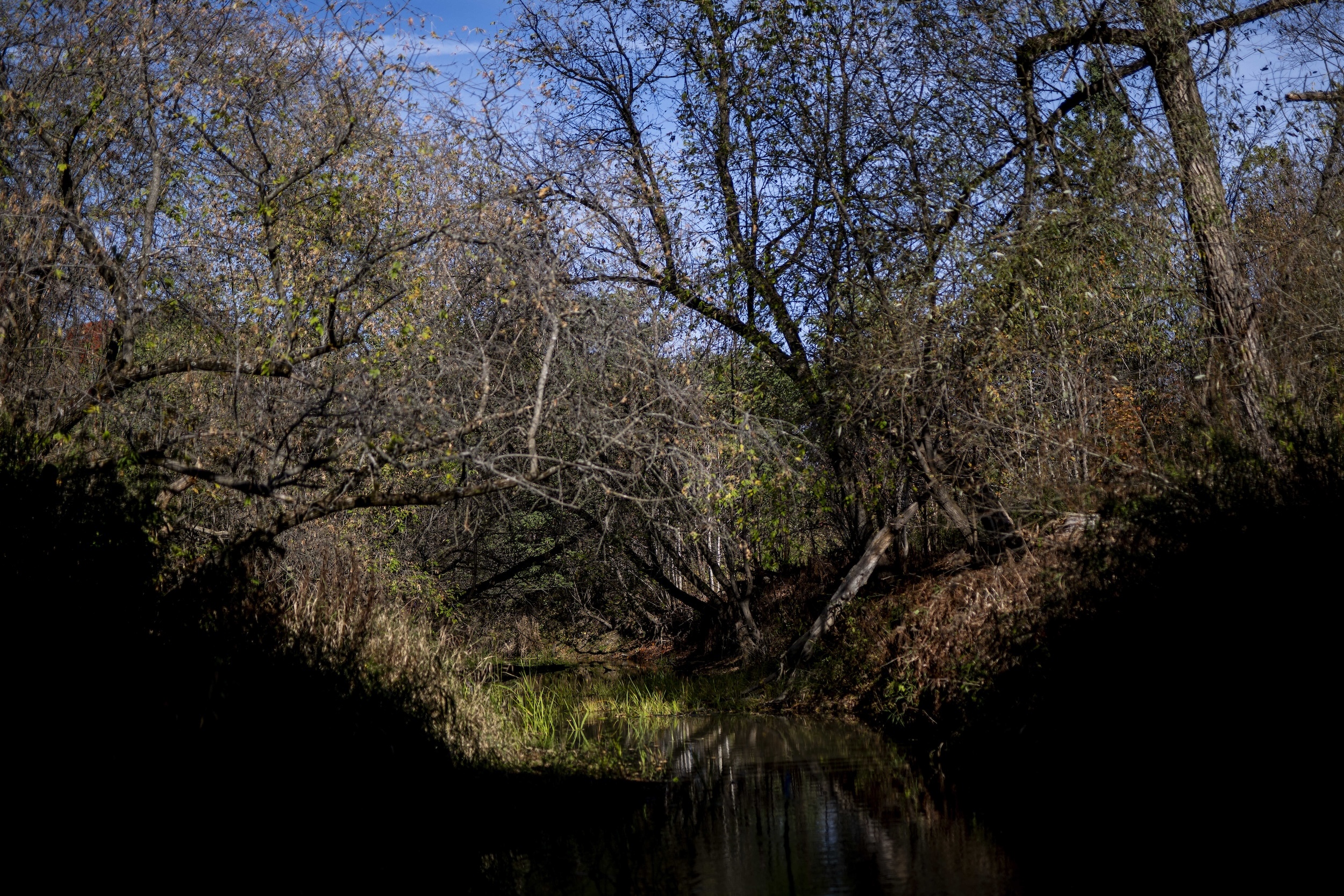 Trees and foliage on the edge of a small river on a sunny day.