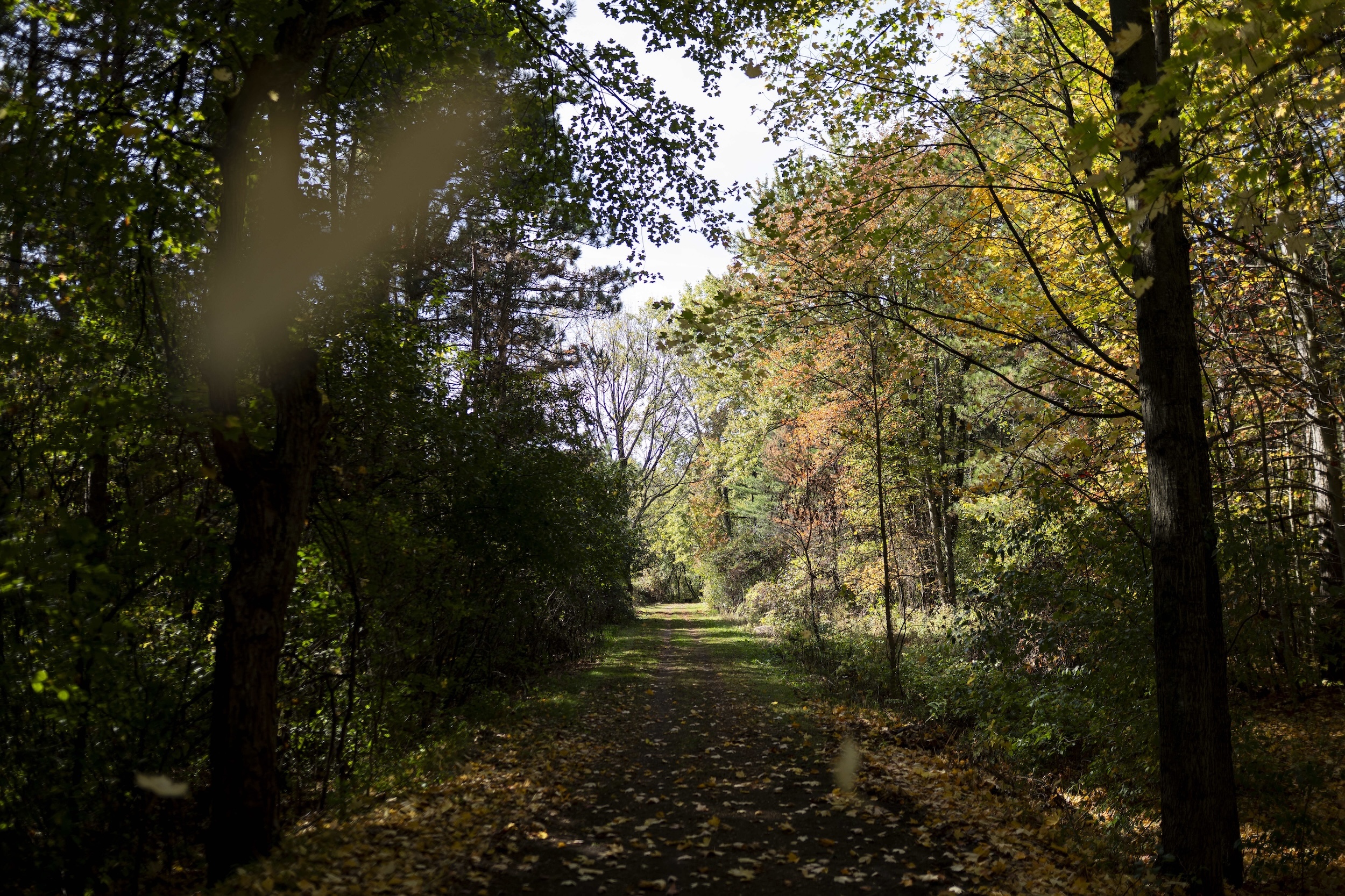 A forested path shown in dappled daylight.