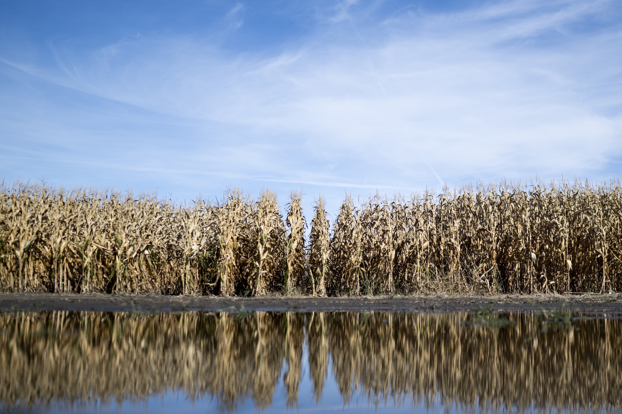 A field of corn, with a body of water in front of it and its reflection mirrored on the surface.