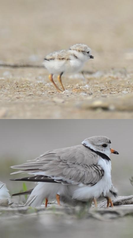 Piping Plovers on Wasaga Beach, in Ontario