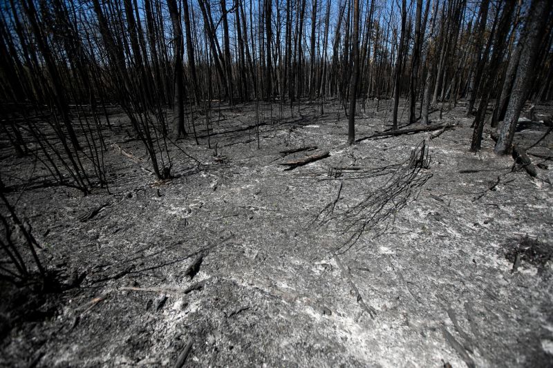 The charred remains of a forest after a 2025 wildfire near Lac du Bonnet in Manitoba.