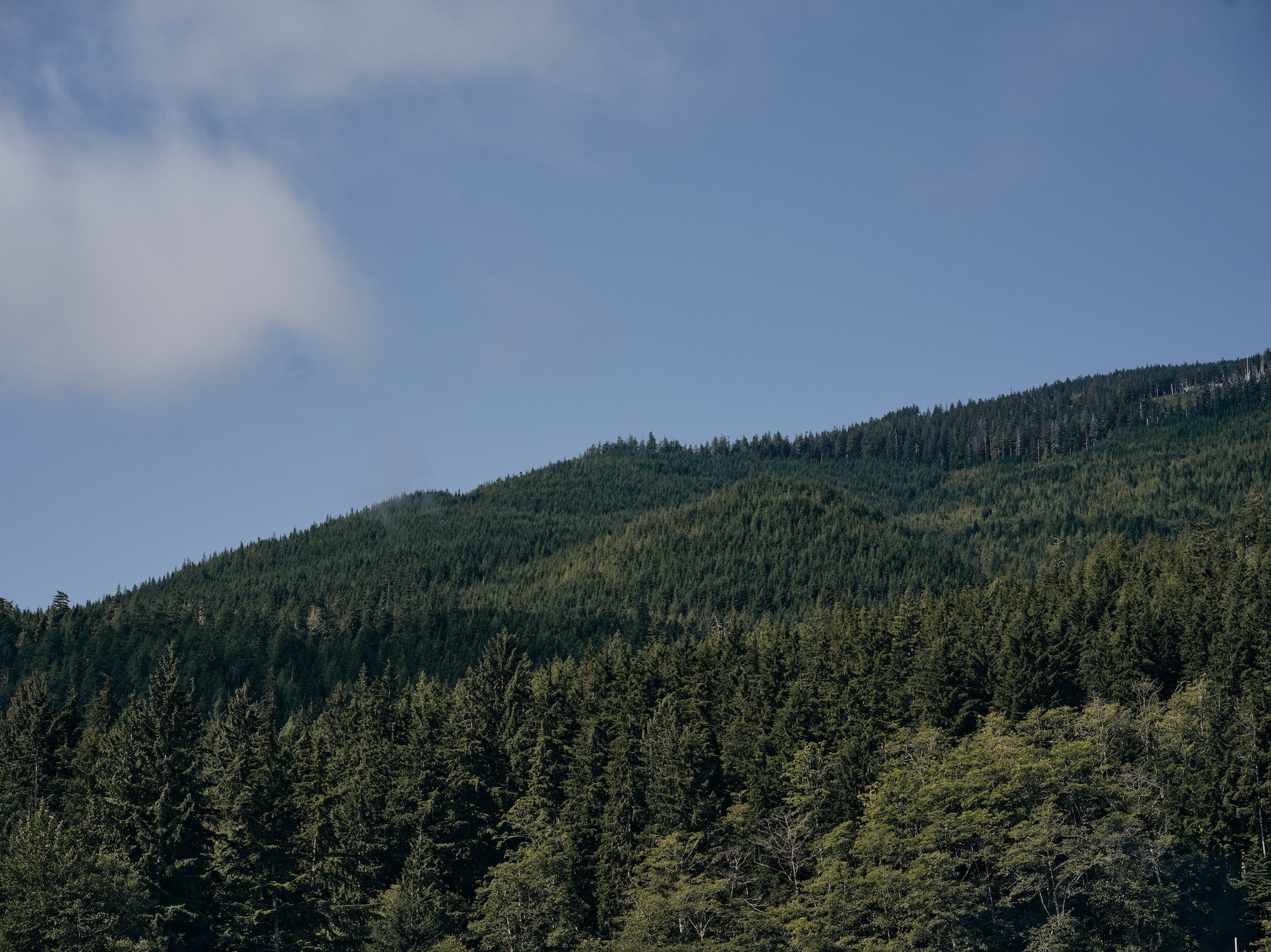 A forested hillside under a blue sky