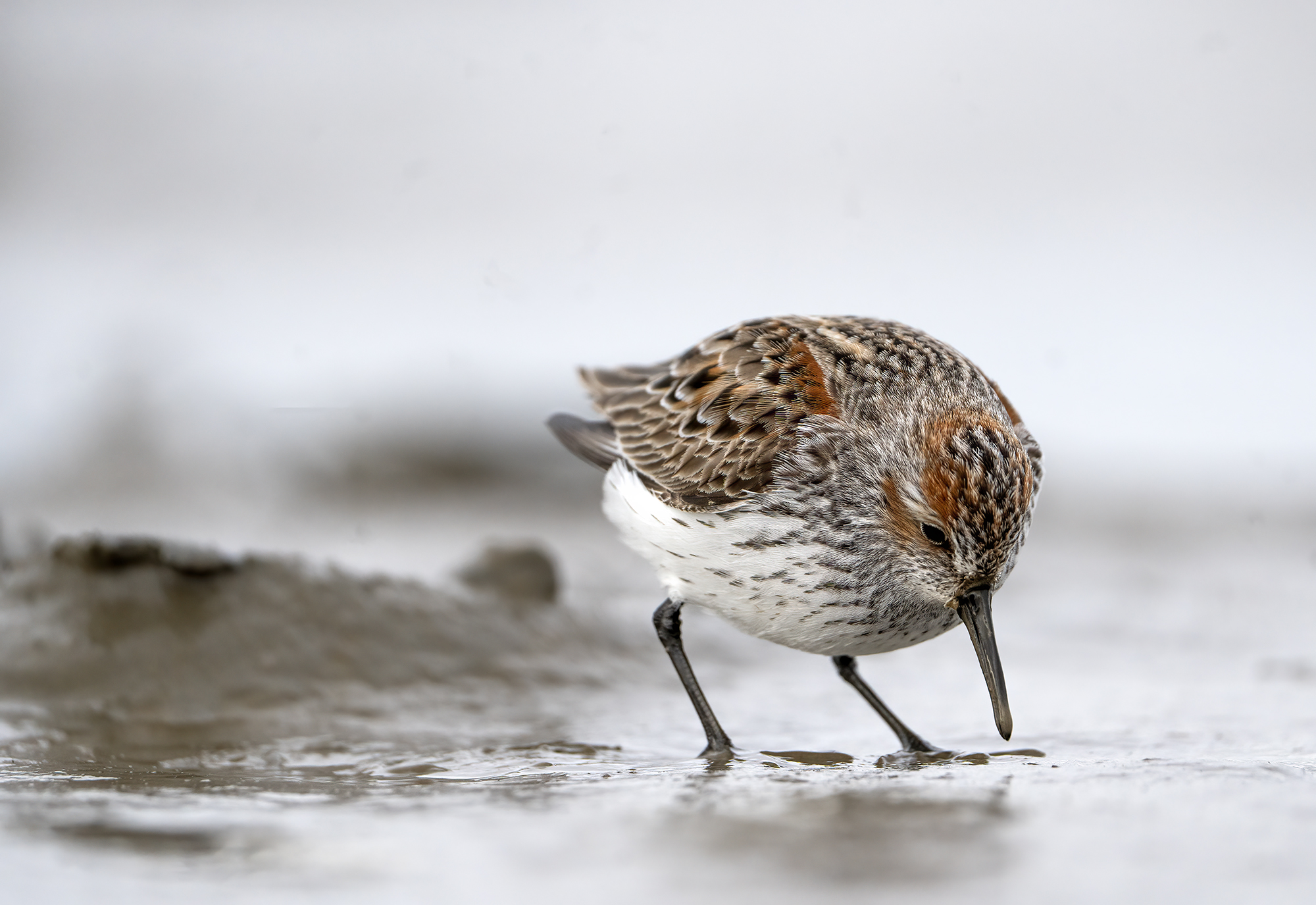 A small, round western sandpiper has a white belly and a brown and black patterned head, with little dashes of red on the head and above the wing. It has a long, narrow black beak, which just grazes the surface of the mud it stands in. It has long, spindly black legs and is crouched forward in concentration on feeding.