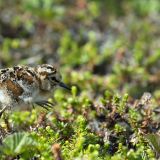 A tiny, fuzzy western sandpiper chick is white with brown and black patterns, a black pointy beak, a round body and long, spindly legs. It lefts one leg high up as it walks, and the shot is extremely zoomed in, with beautiful detail of the moss the tiny bird walks on, showing how zoomed in it is