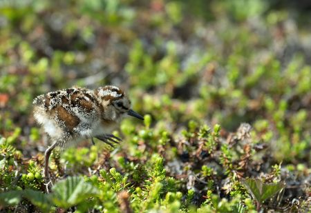 A tiny, fuzzy western sandpiper chick is white with brown and black patterns, a black pointy beak, a round body and long, spindly legs. It lefts one leg high up as it walks, and the shot is extremely zoomed in, with beautiful detail of the moss the tiny bird walks on, showing how zoomed in it is