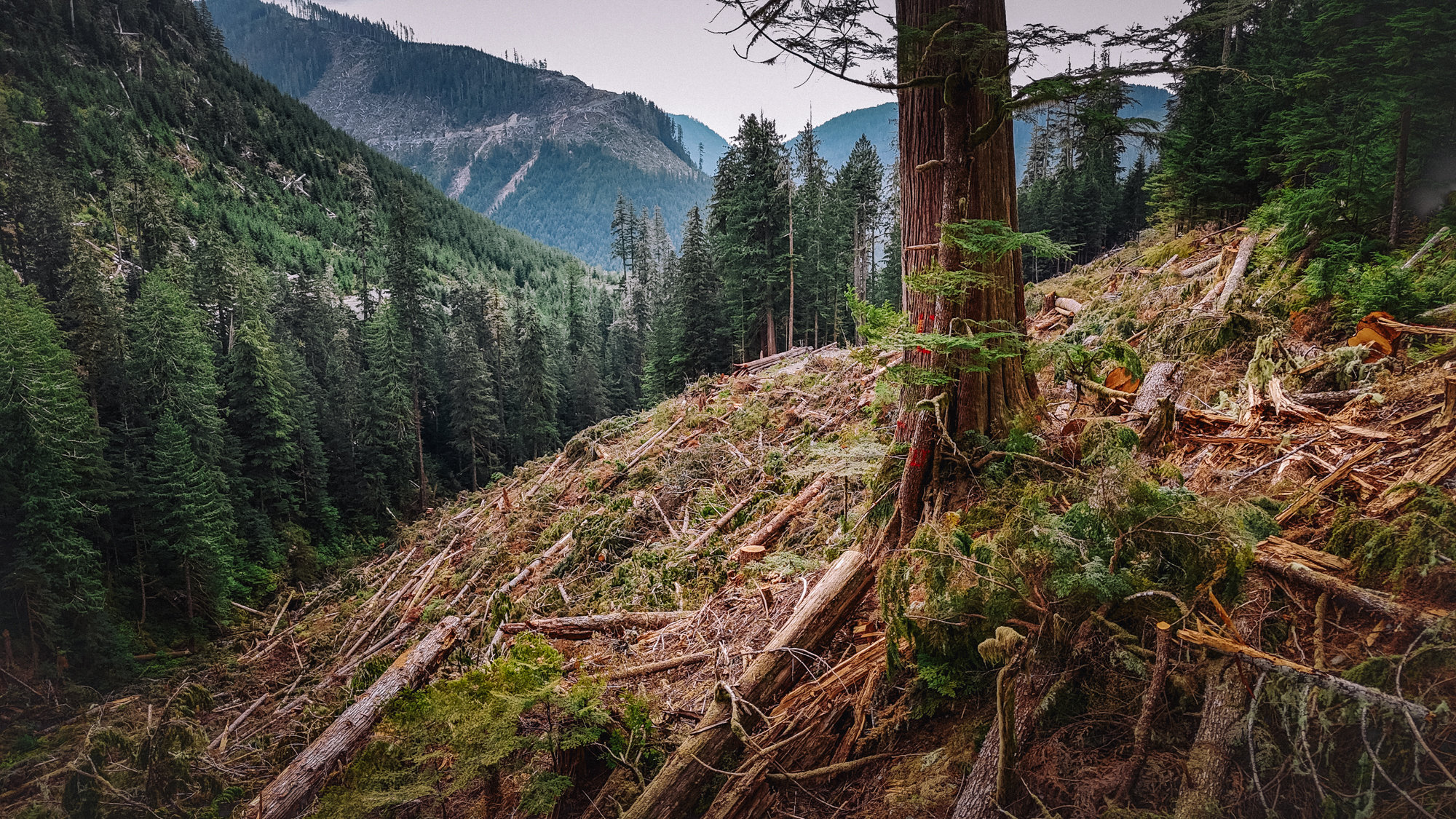 A recently logged cut block in the Walbran Valley on Vancouver Island