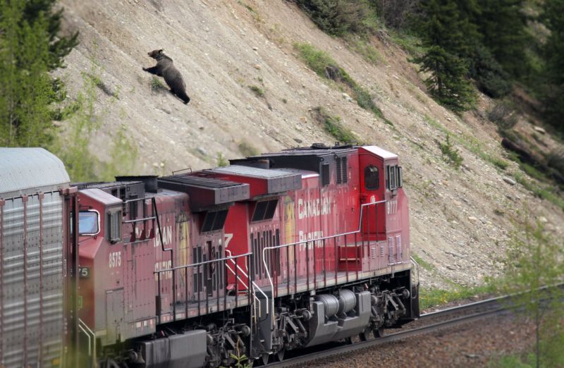 A photo of a grizzly bear running up a steep slope away from the railway tracks as a train chugs along the tracks