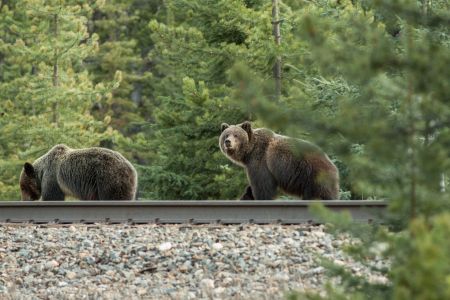 A photo of two grizzly bears on the railroad in Banff. One bear is looking down, the other is looking up alert.