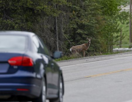 A photo of a car driving on highway 3 and a deer is visible standing on the side of the road