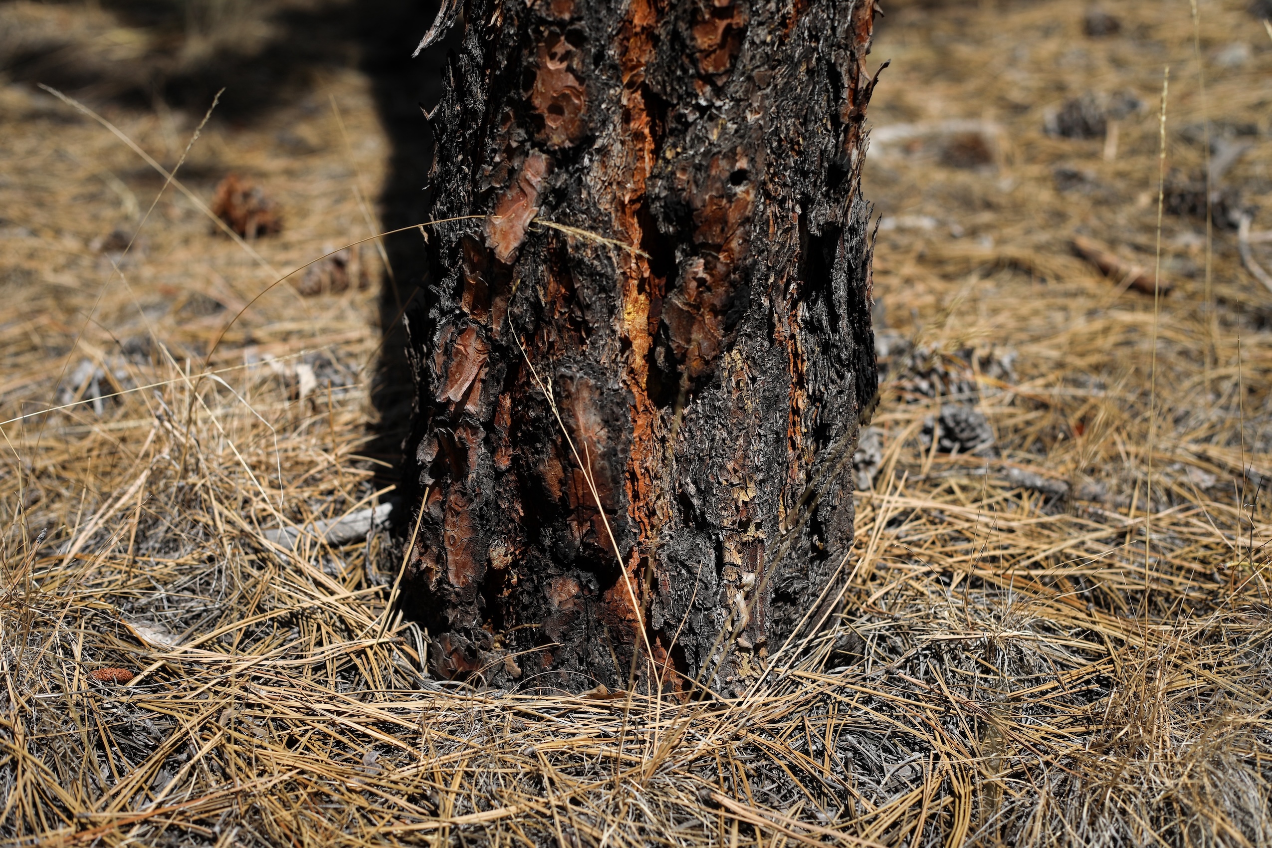 A closeup of the base of a tree trunk with charred bark. Pine needles are strewn about the forest floor.