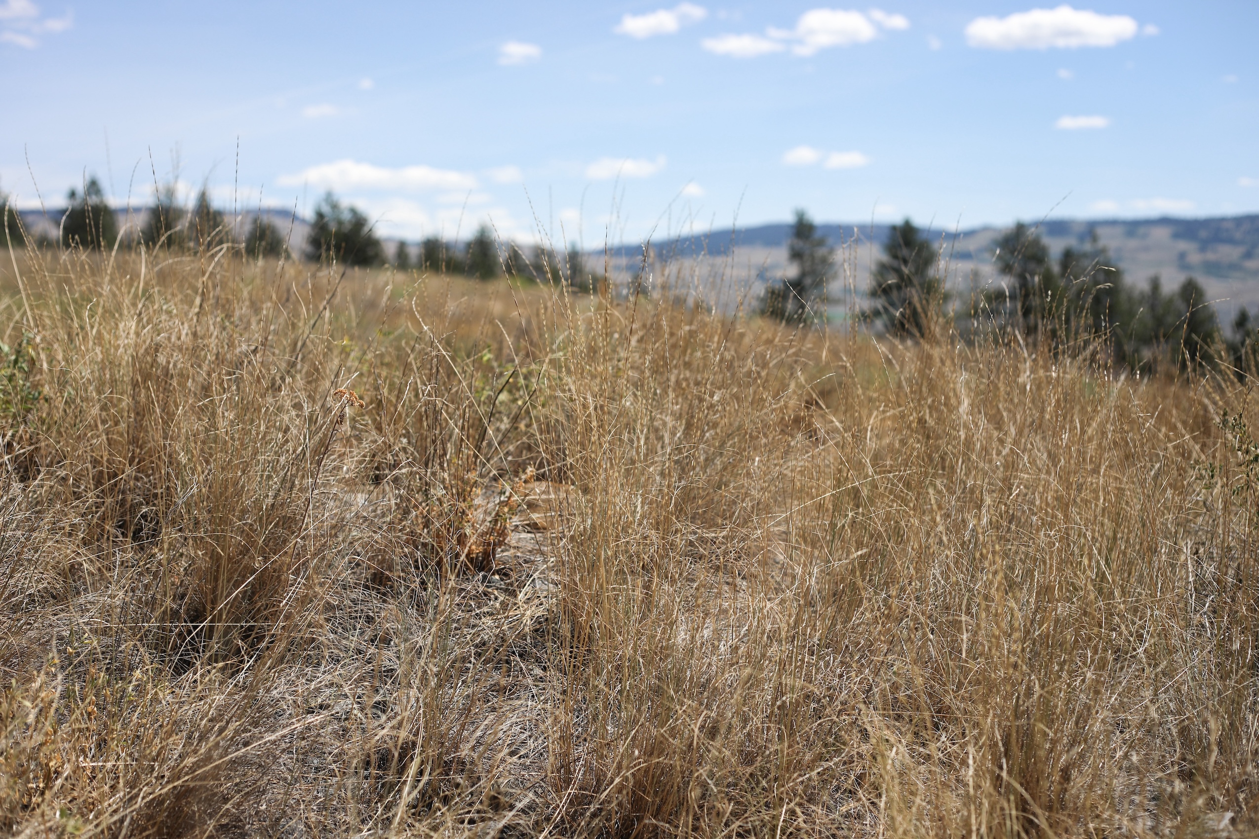 Dry grassland near Merritt, B.C.