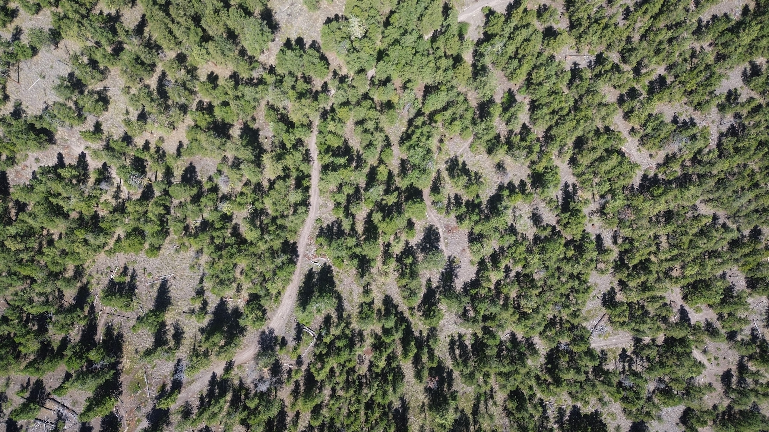 An aerial view of a forested hillside in Merritt, B.C.