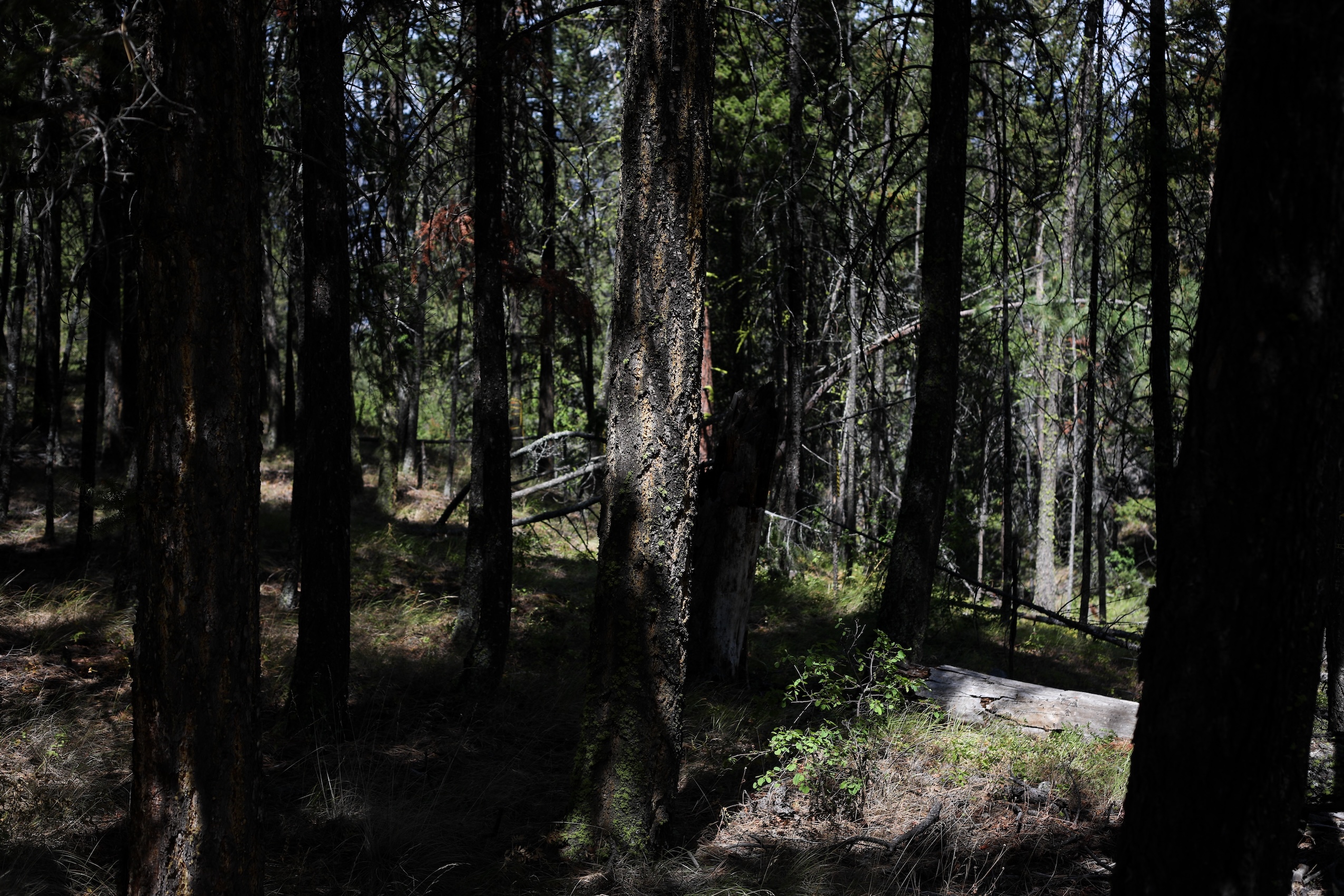 A shaded pine forest with light falling between the trees.