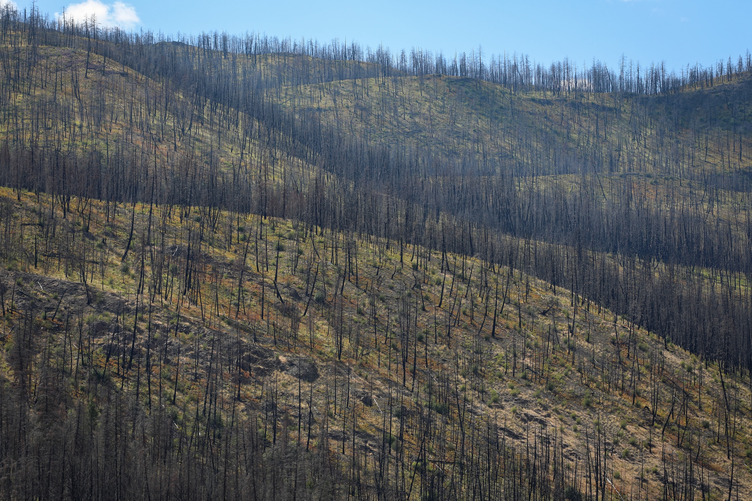 Burnt trees on a previously forested hillside.