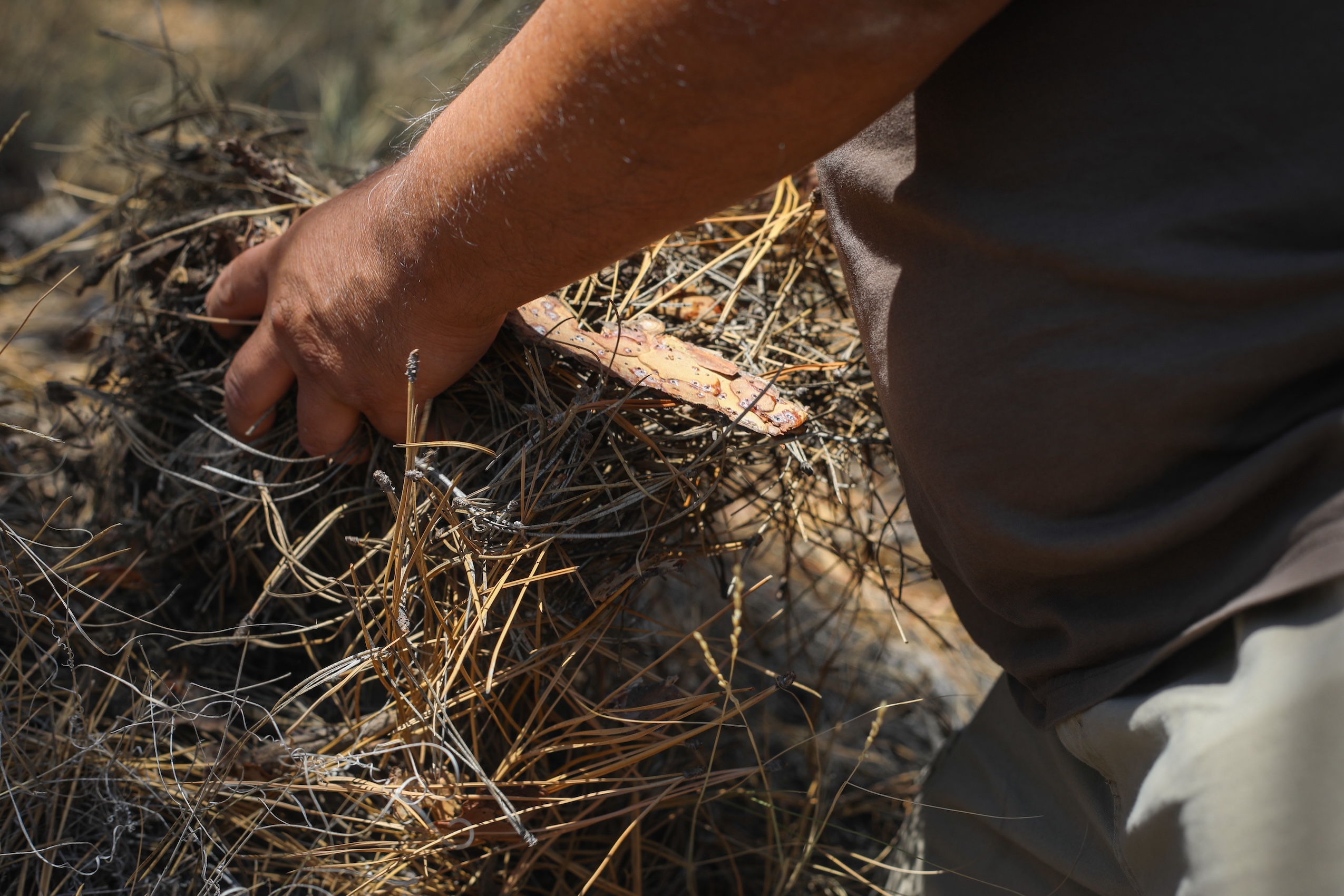 A man's hands grabbing bunches of pine needles.