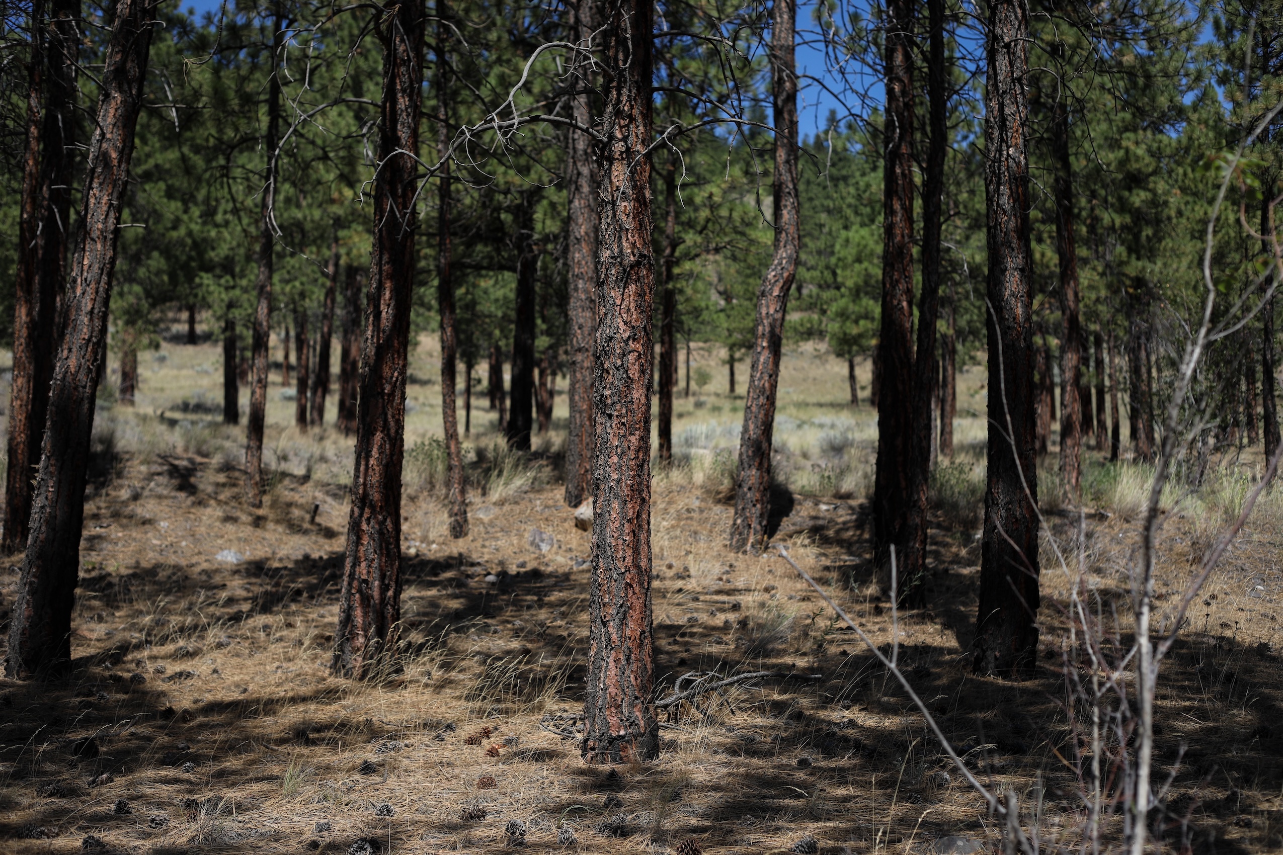 Trees near Merritt, B.C., that have been treated by a prescribed burn