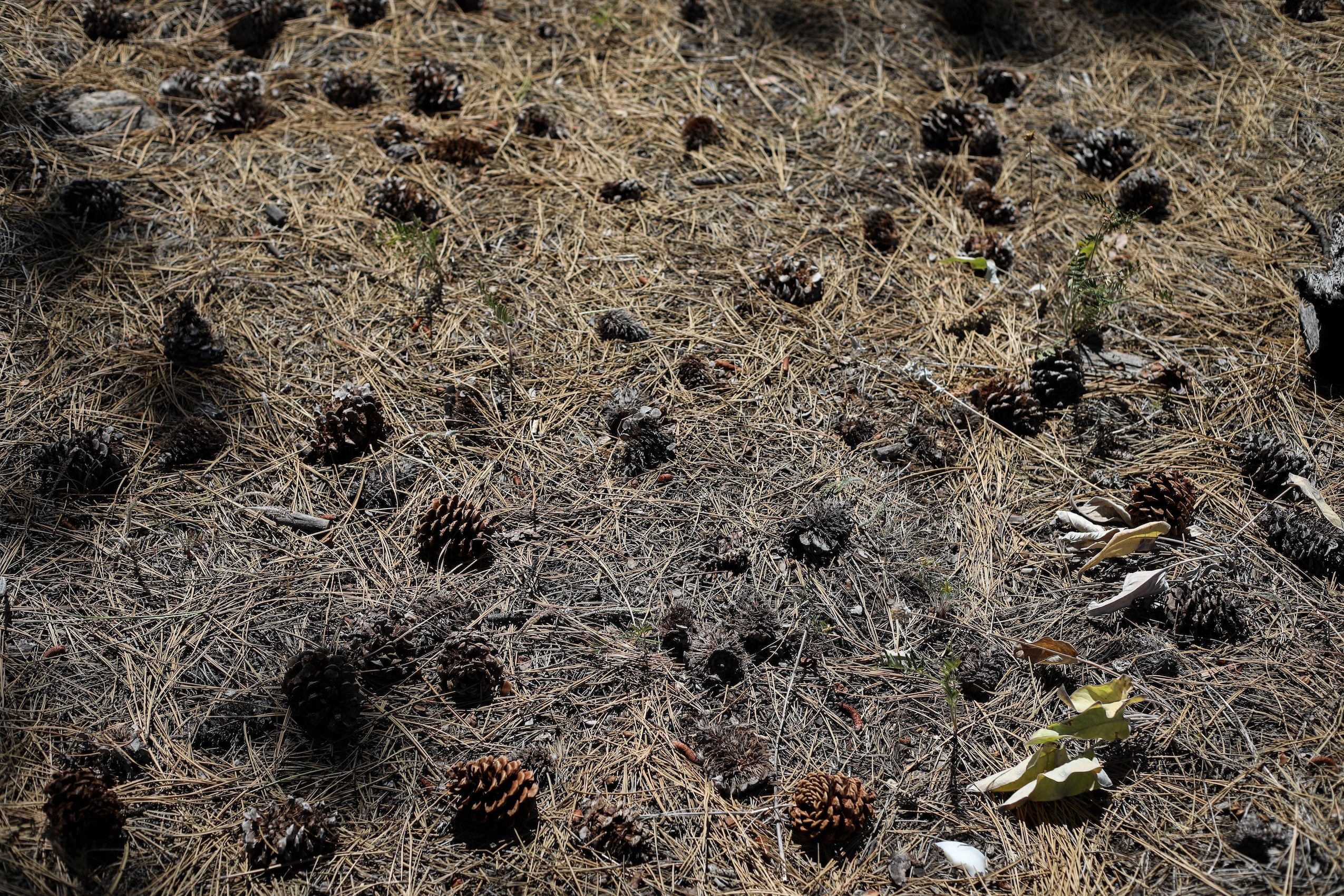 Pine needles and cones on a forest floor.