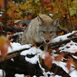 An eastern coyote looks at the camera as it climbs over a log with snow on it in autumn.