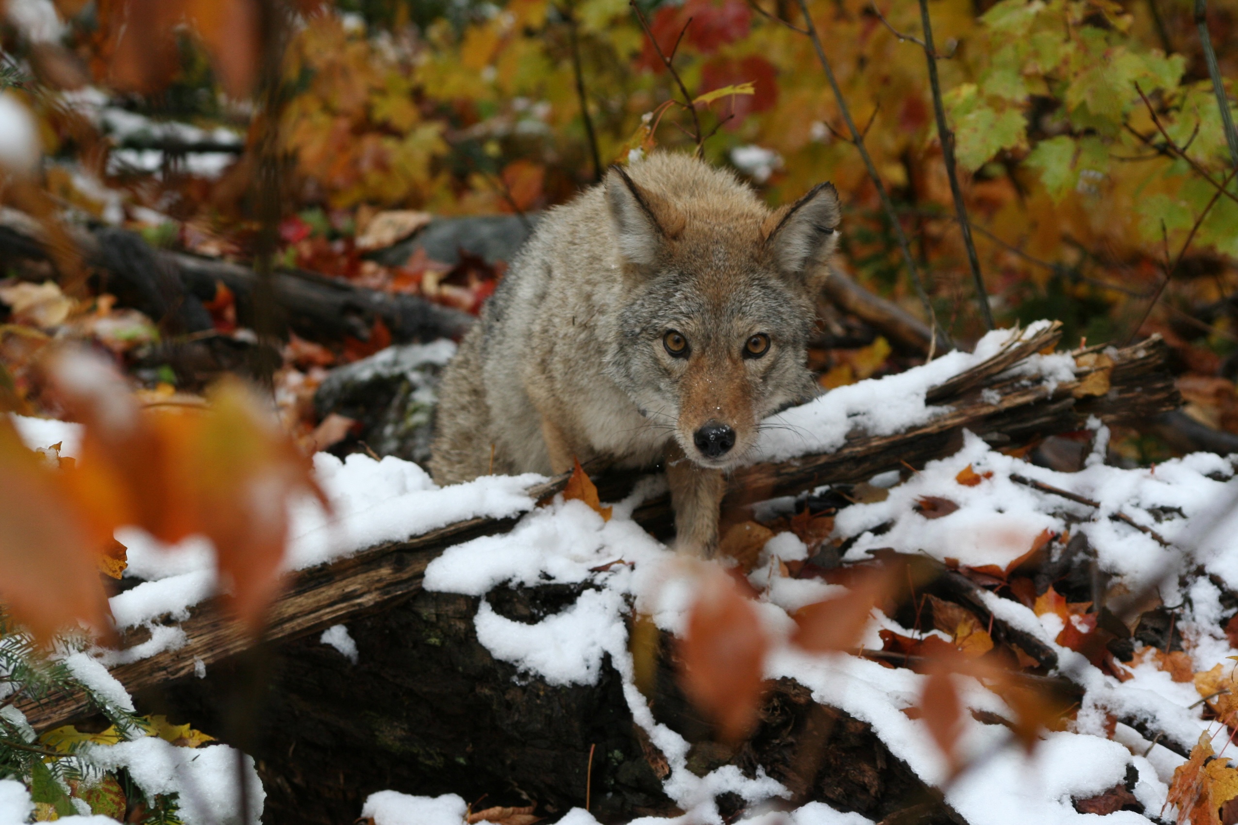 There's truth to the myth of the Ontario coywolf | The Narwhal