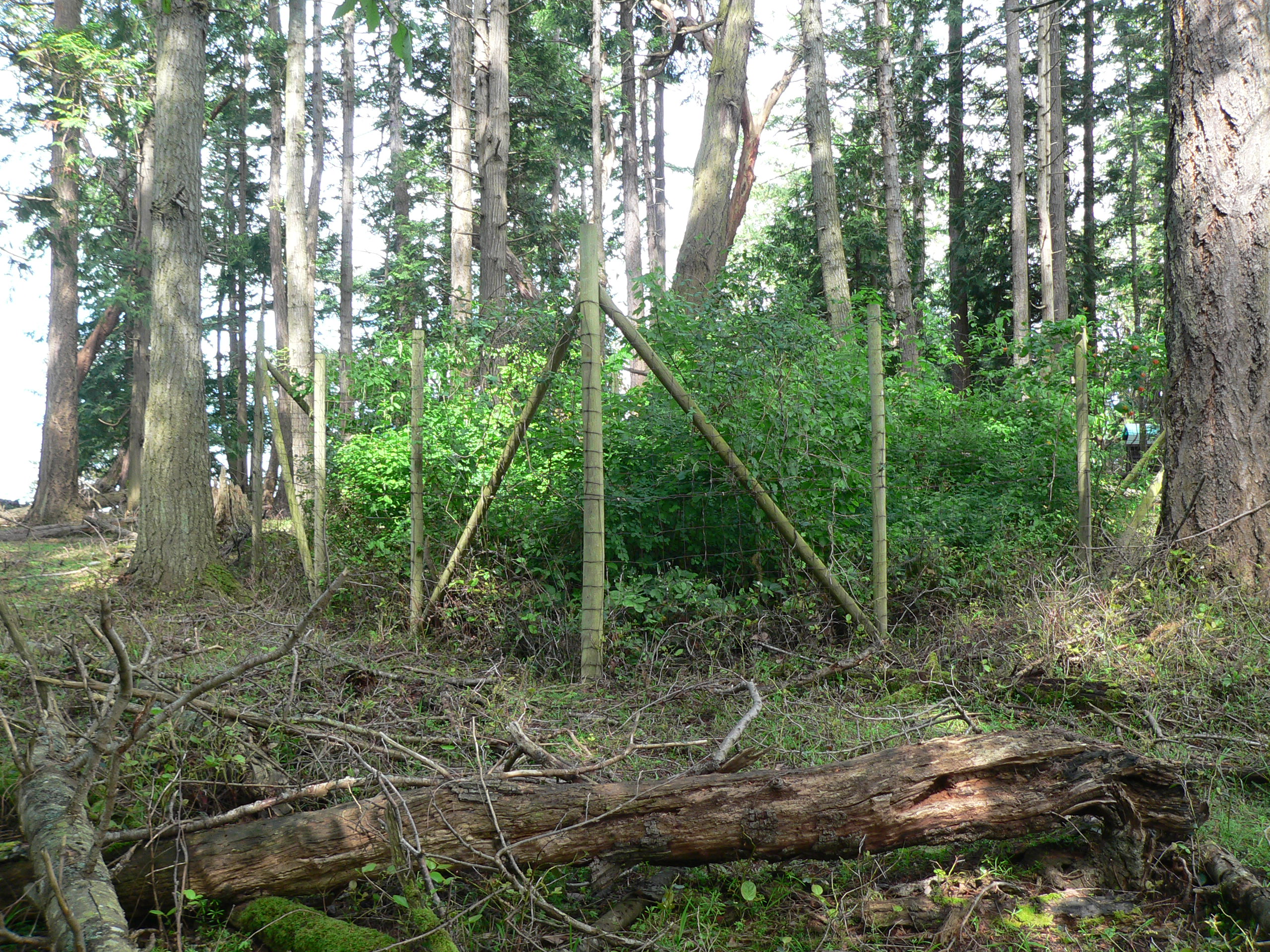 In the centre, in the middle of a forest, a fenced enclosure is full of vibrant green plants. The understory surrouding the enclosure virtually lacks plants, and is brown, covered in sticks.